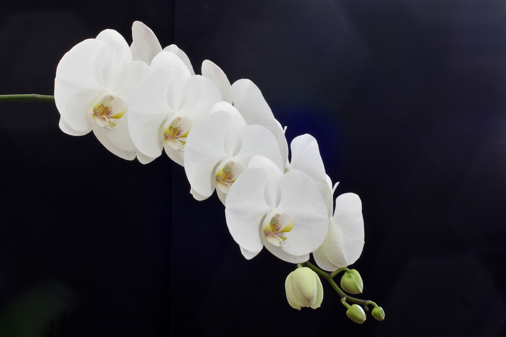 Canon EOS 60D sample photo. Phalenopsis in full bloom!!! photography