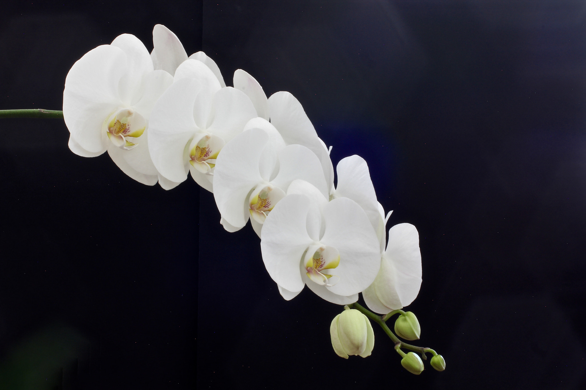 Canon EOS 60D + Canon EF 50mm F2.5 Macro sample photo. Phalenopsis in full bloom!!! photography