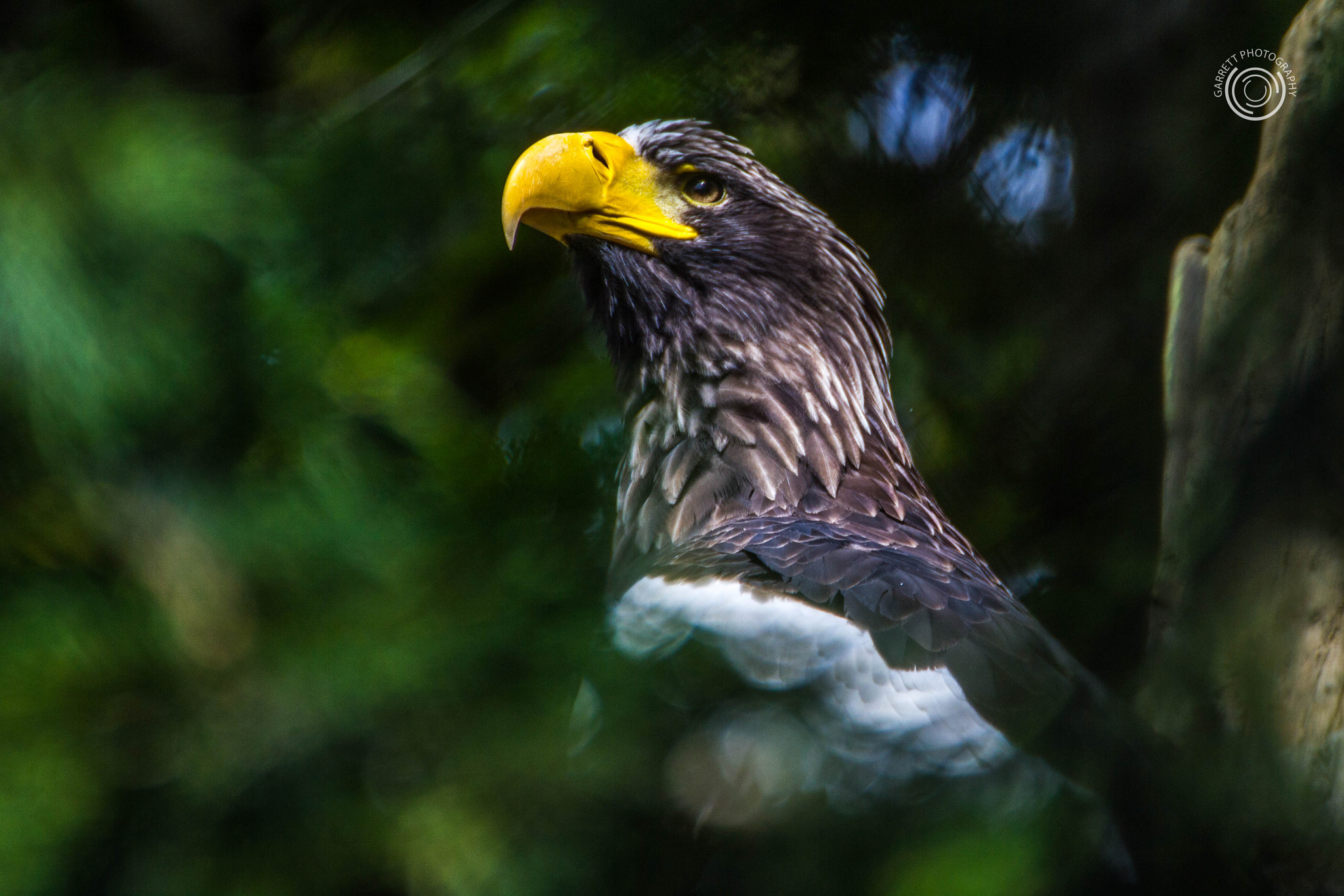 Tamron SP 35mm F1.8 Di VC USD sample photo. Eagle photography