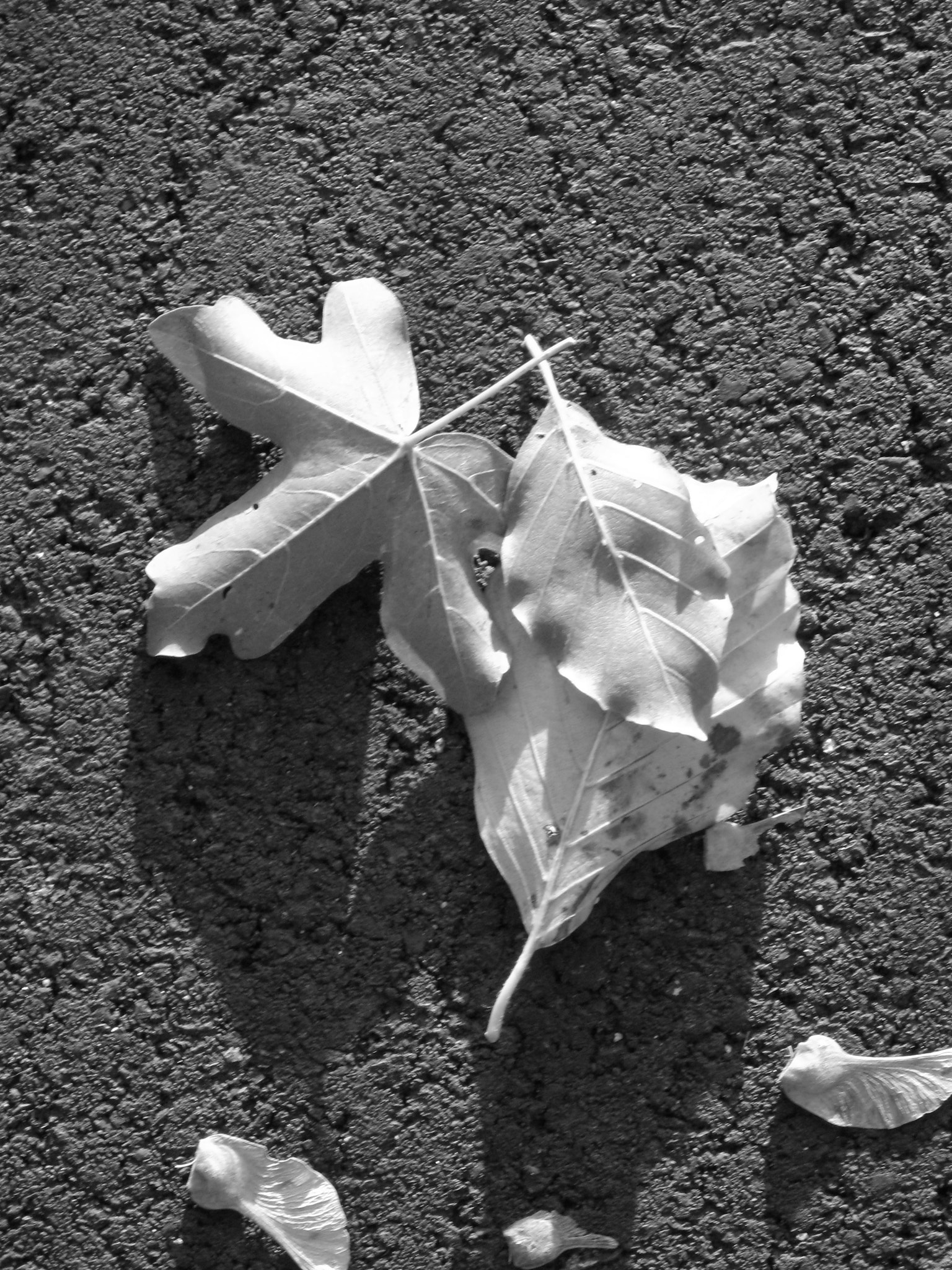 Canon POWERSHOT G7 sample photo. Shades of pale photography