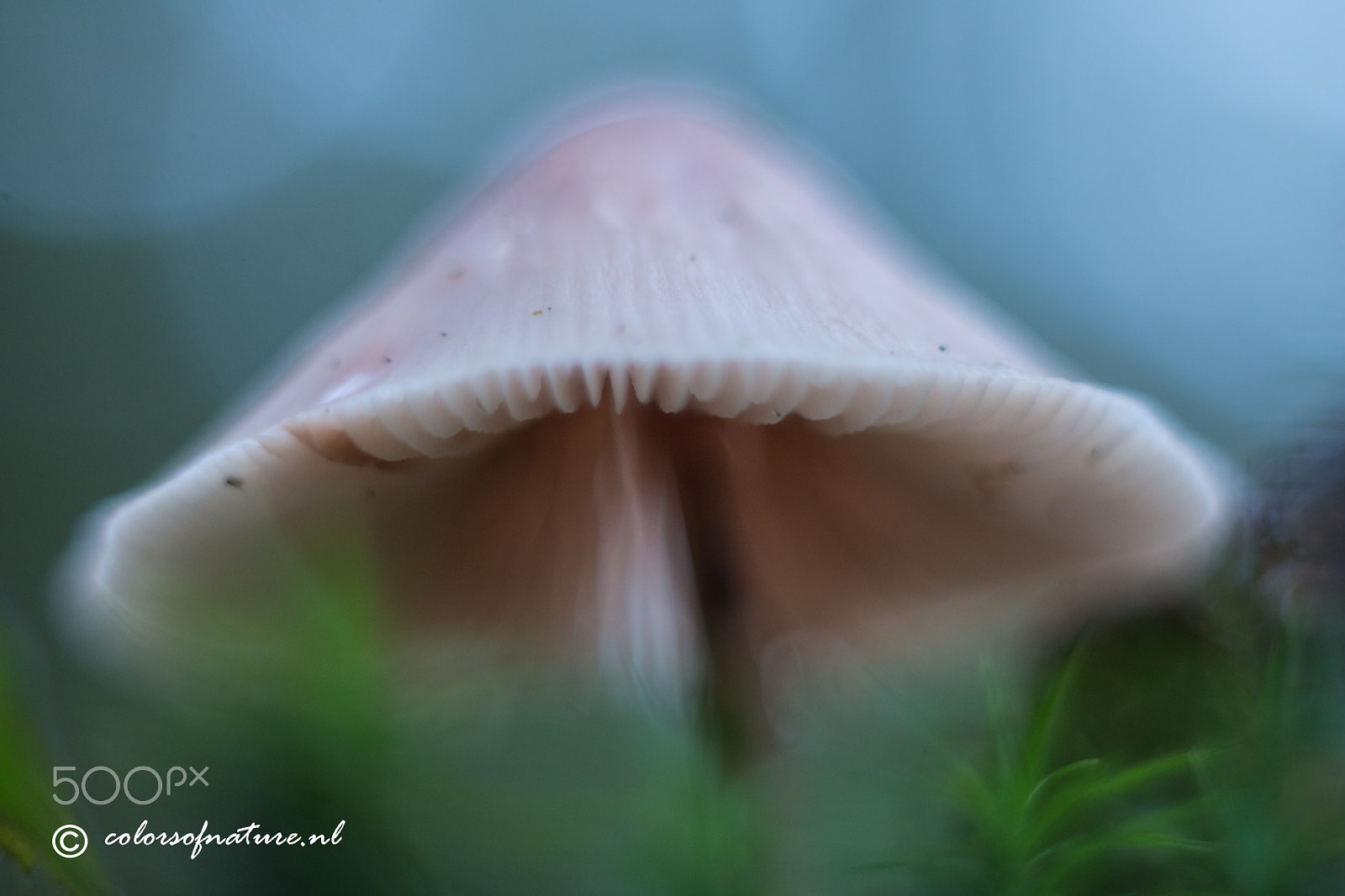 Canon EF 35-80mm f/4-5.6 sample photo. A soft touch photography