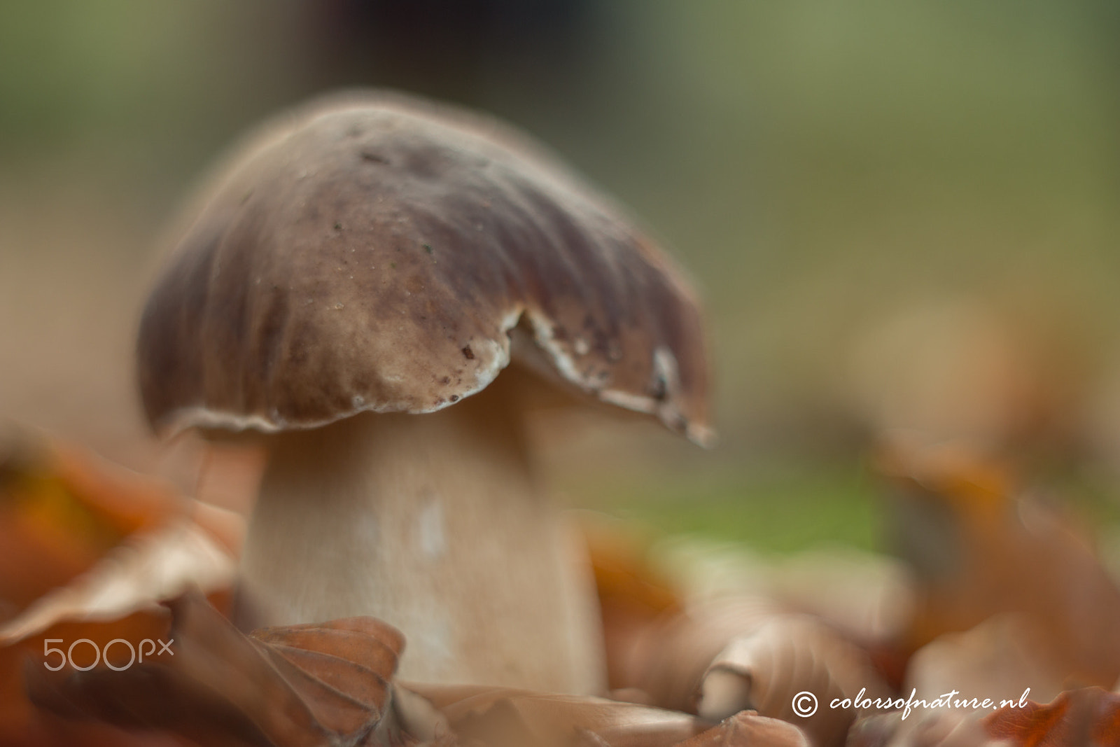 Canon EF 35-80mm f/4-5.6 sample photo. Colorful photography