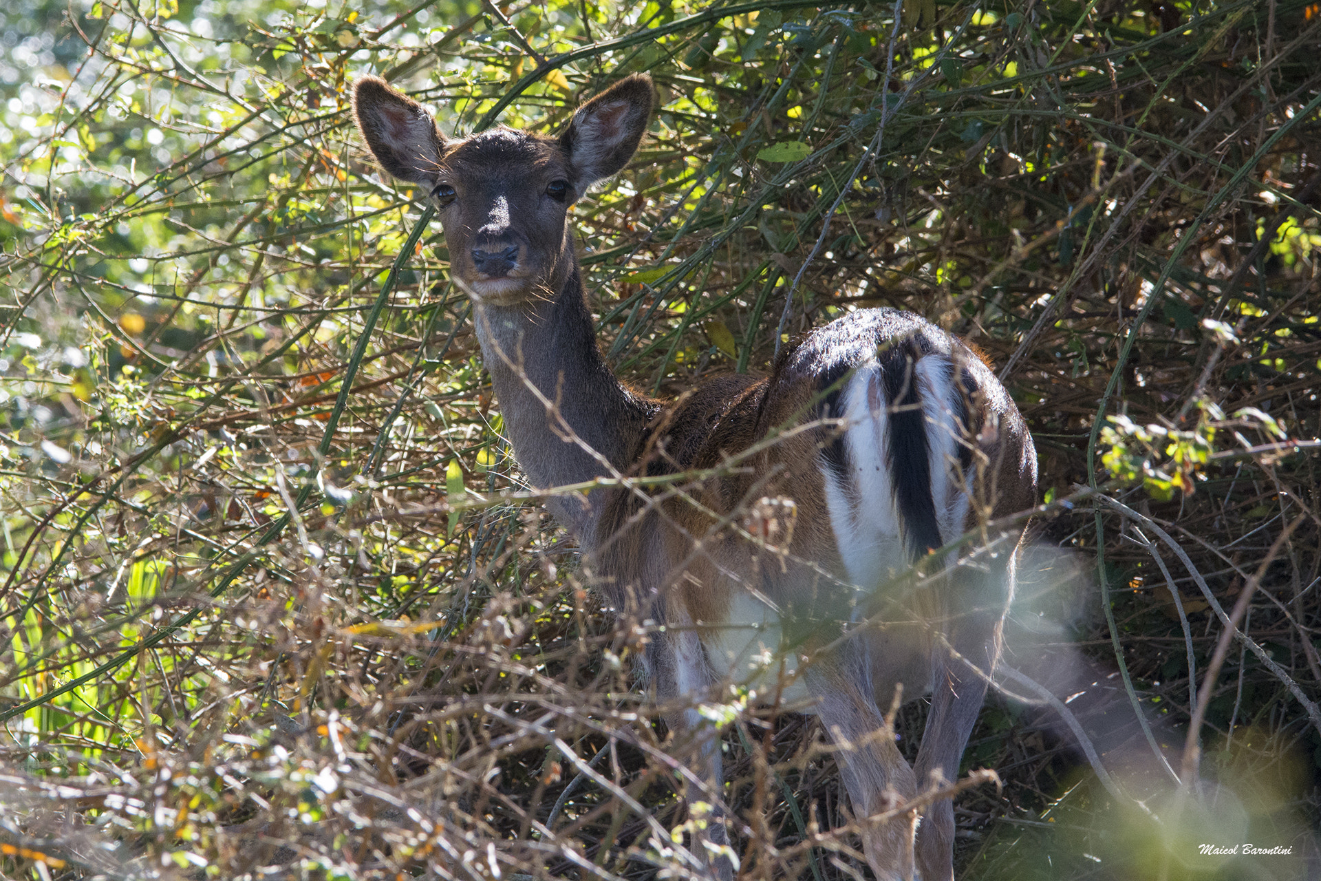 Sigma 120-400mm F4.5-5.6 DG OS HSM sample photo. Fallow dear photography