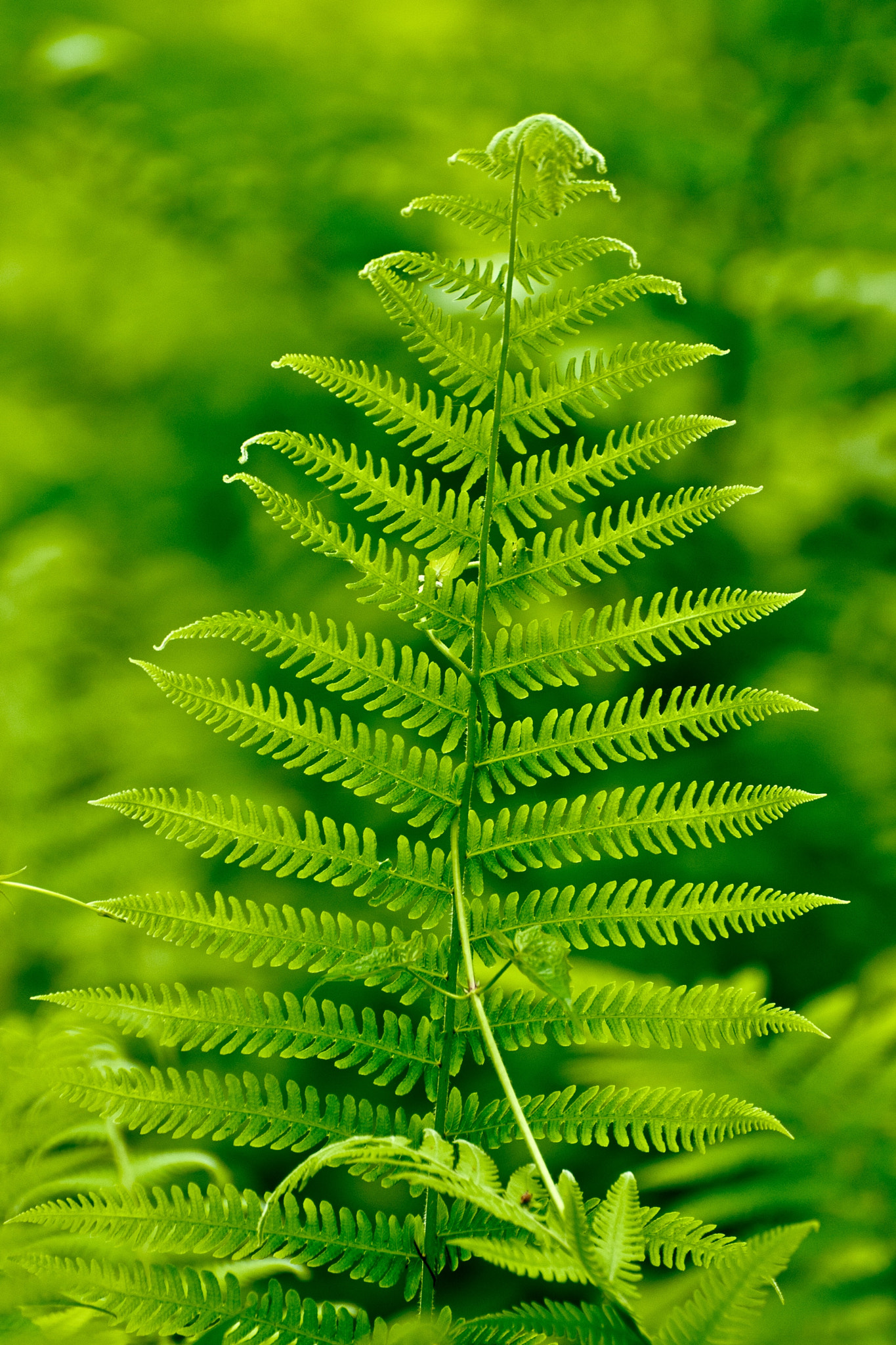 Nikon D200 sample photo. Sea of fern. photography