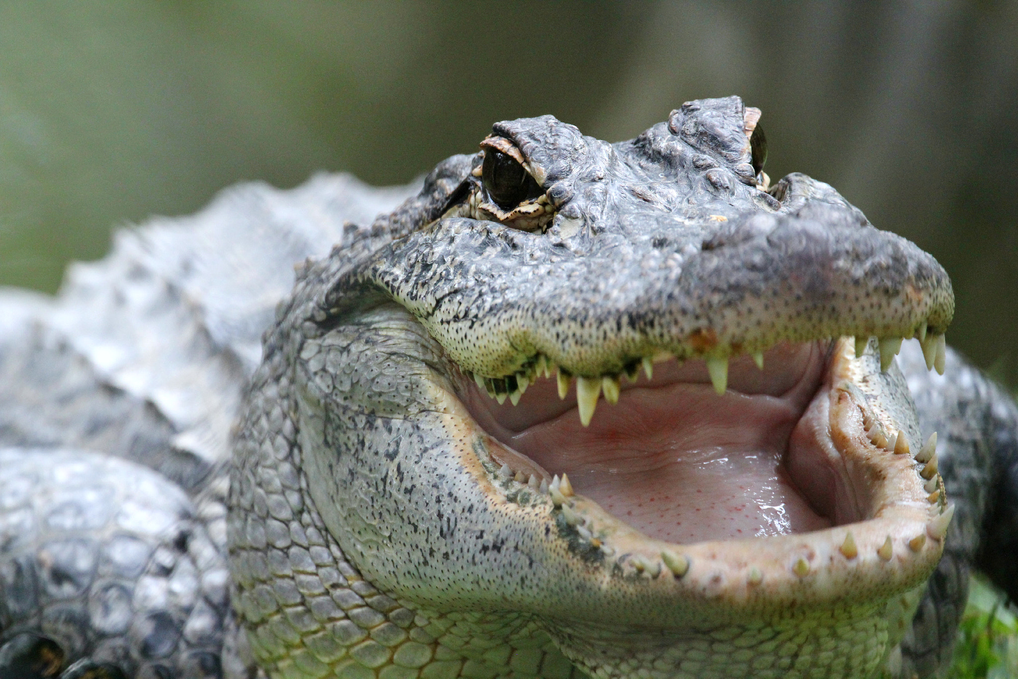 Canon EF 70-300mm F4-5.6L IS USM sample photo. Crocodile in beerwah, australia photography