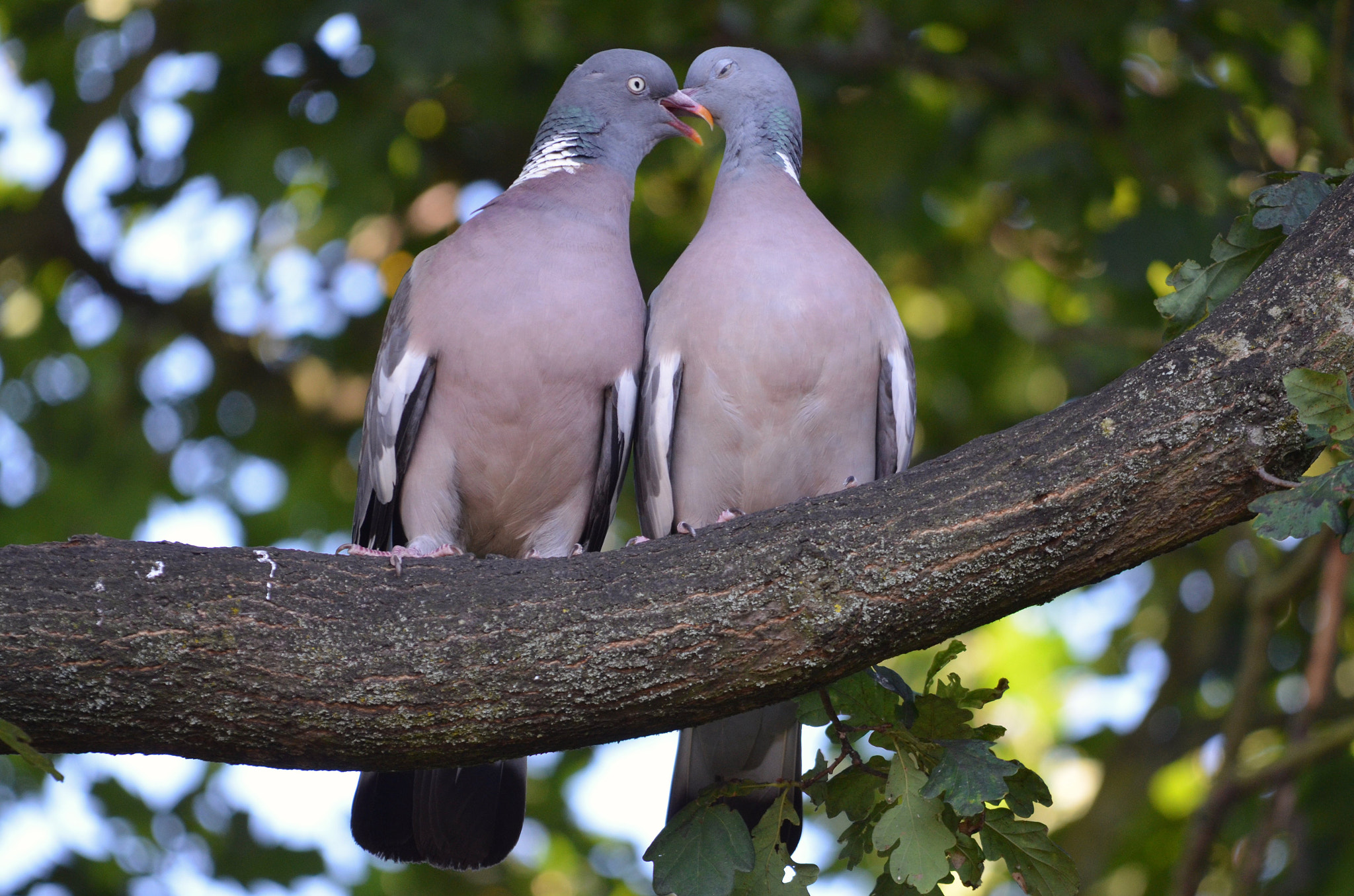 Sigma 150-500mm F5-6.3 DG OS HSM sample photo. Whispering sweet nothings photography