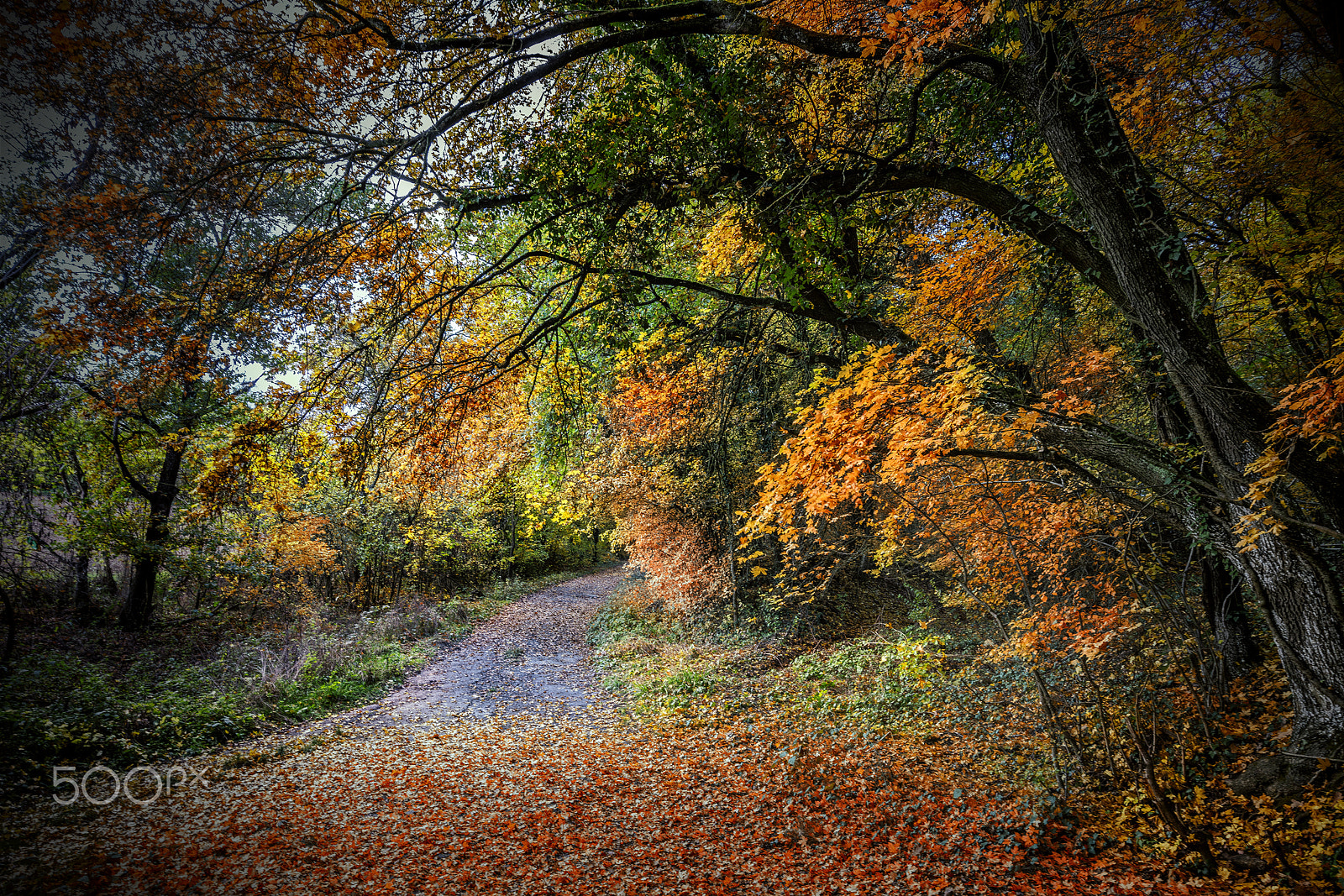 Sony a7R II + Canon EF 11-24mm F4L USM sample photo. Autumn photography