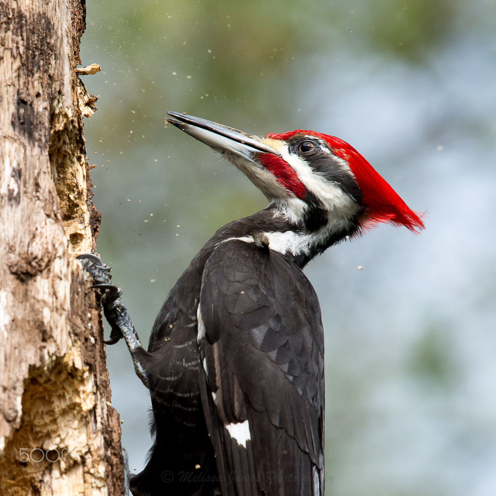 Nikon Nikkor AF-S 300mm F4E PF ED VR sample photo. Pileated woodpecker photography
