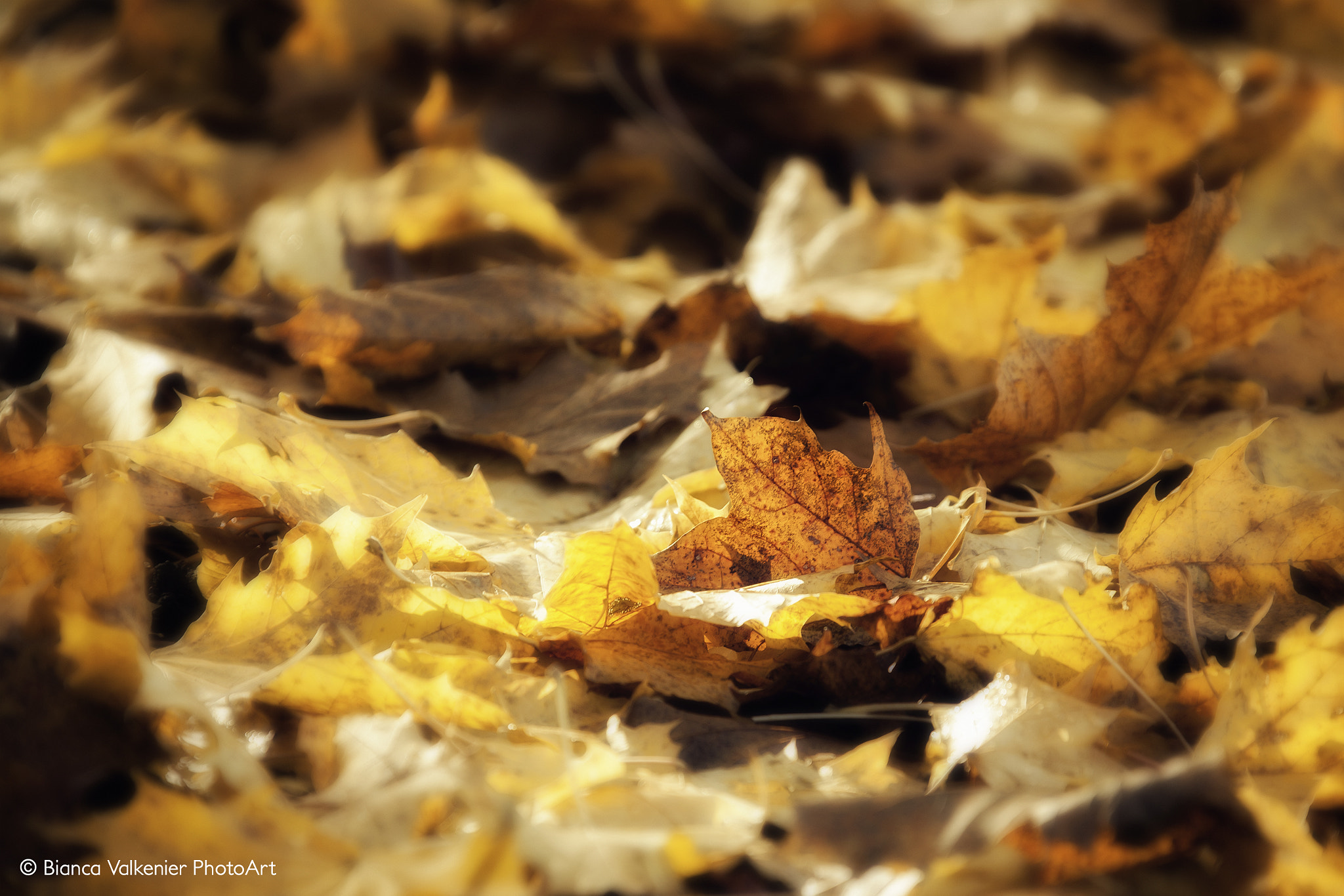 Canon EF 28-300mm F3.5-5.6L IS USM sample photo. Autumn spirit! photography