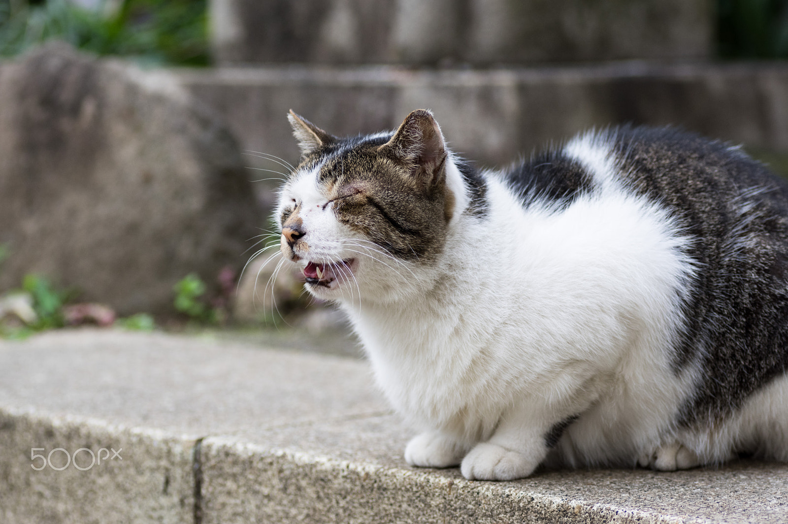 Pentax K-3 + Tamron SP AF 90mm F2.8 Di Macro sample photo. Sigh photography