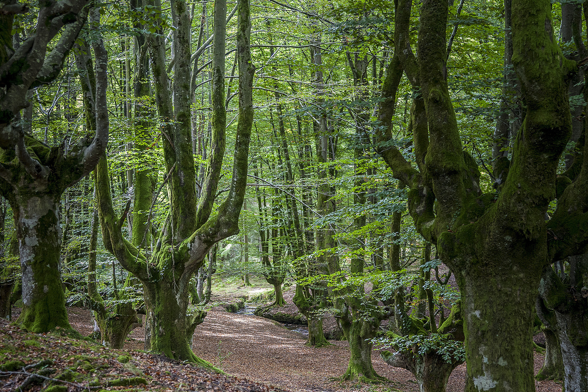 Canon EOS-1D Mark III sample photo. Hayedo de otzarreta (spain) photography