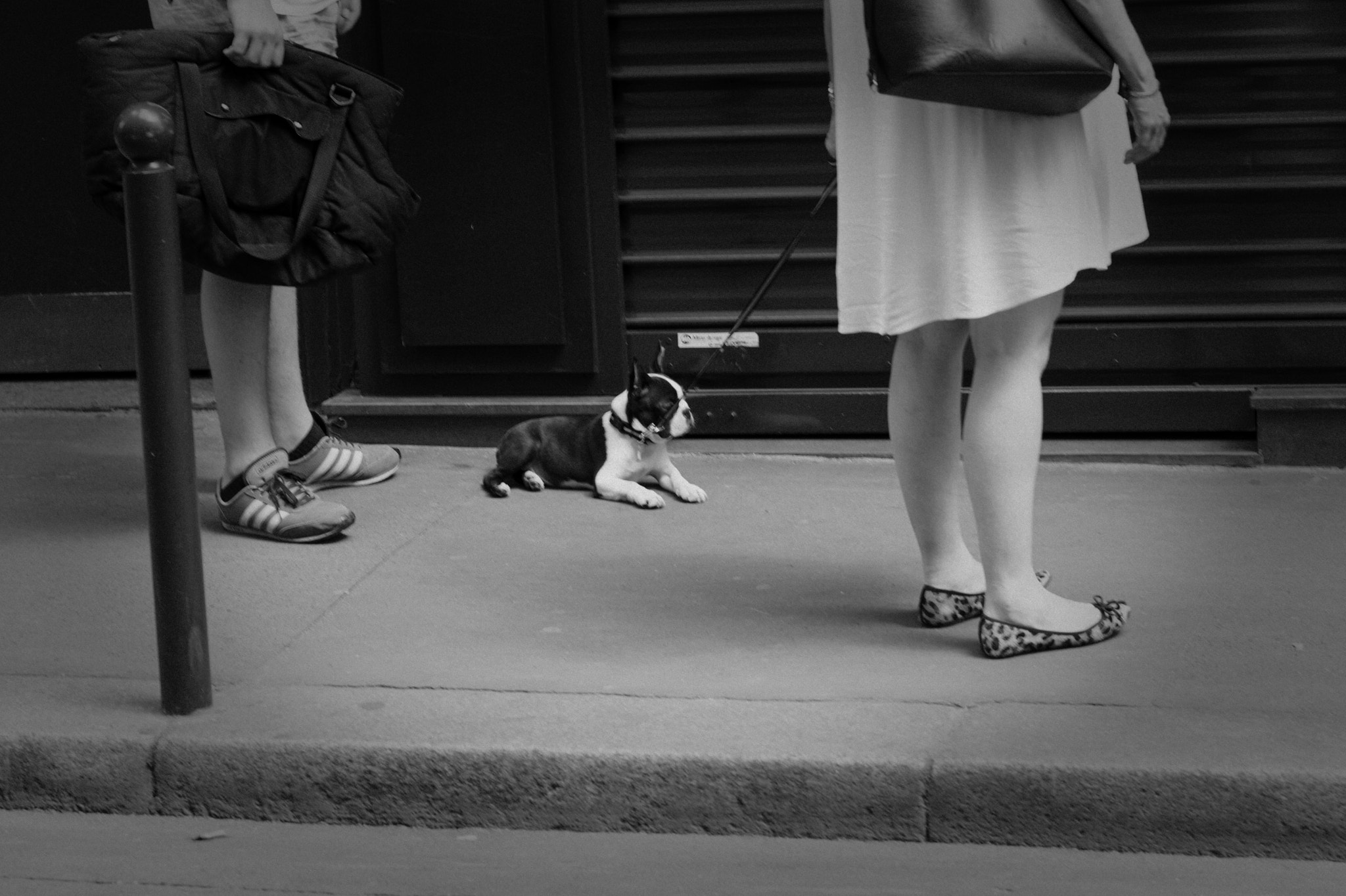 Nikon AF-S Nikkor 24-70mm F2.8G ED sample photo. Master dog photography