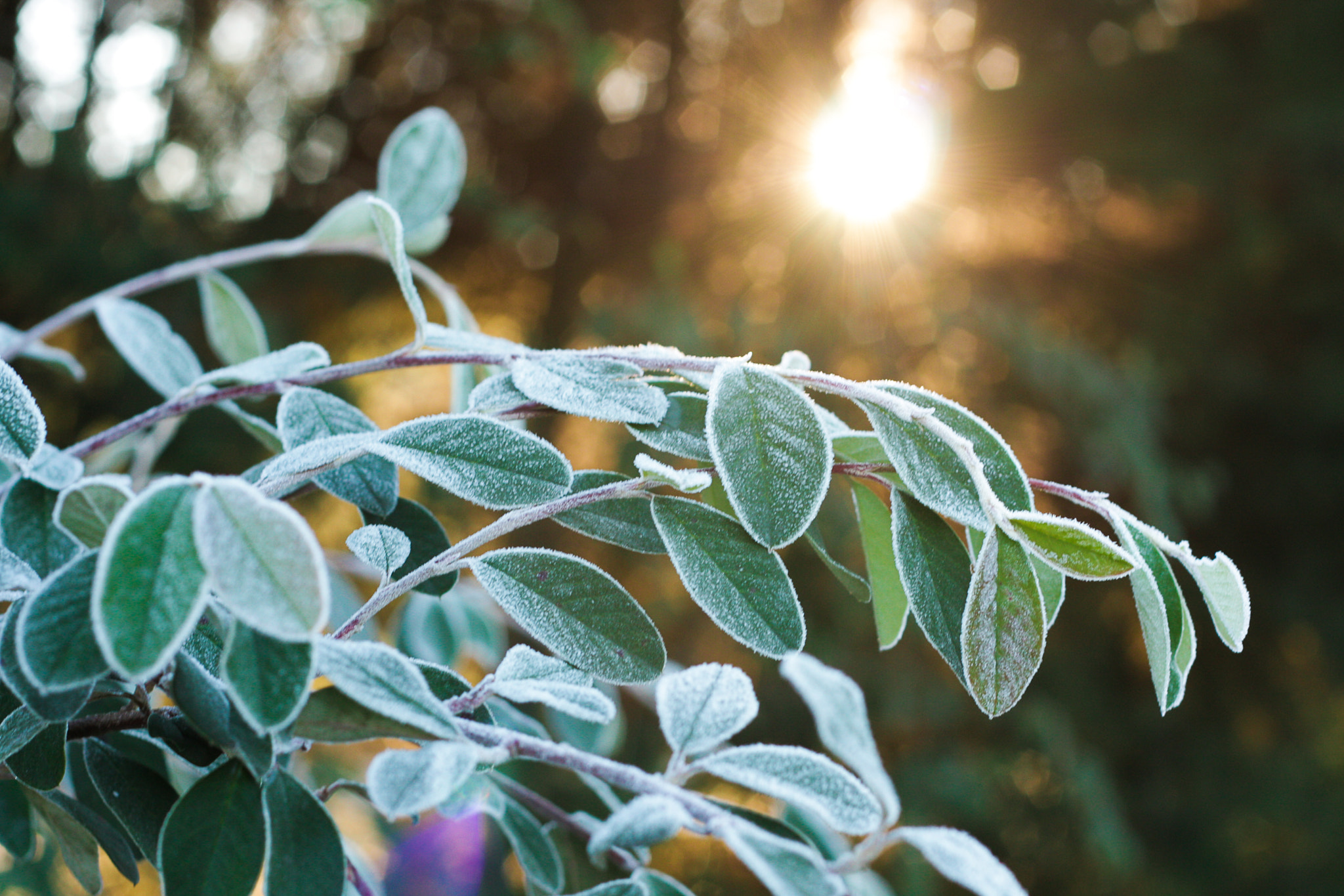 Canon EOS 40D + Canon EF 50mm F1.8 II sample photo. Icy chlorophyll photography