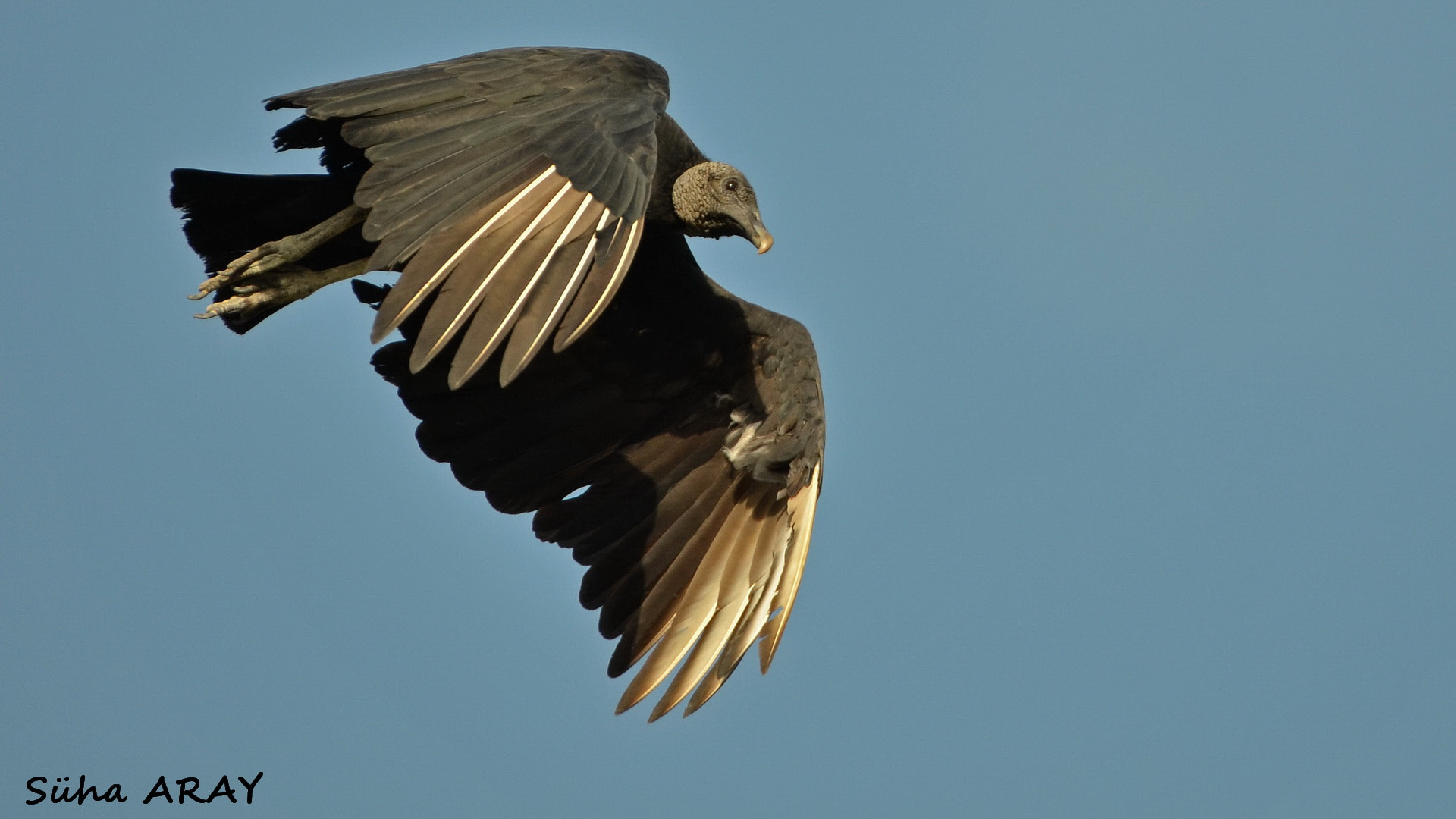 Nikon D7000 + Sigma 50-500mm F4.5-6.3 DG OS HSM sample photo. Black vulture venezuella px photography