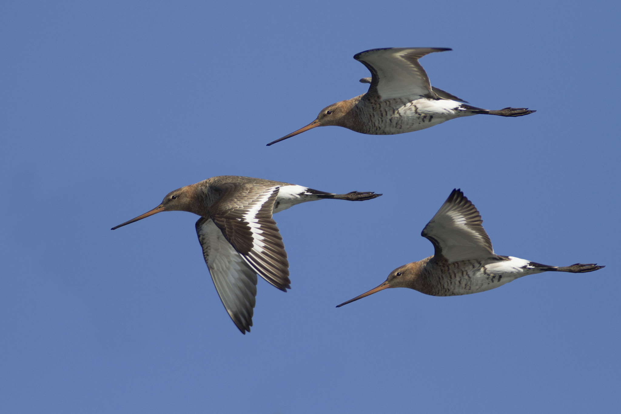 Canon EOS 7D + Canon EF 300mm f/2.8L + 2x sample photo. Black-tailed godwit photography