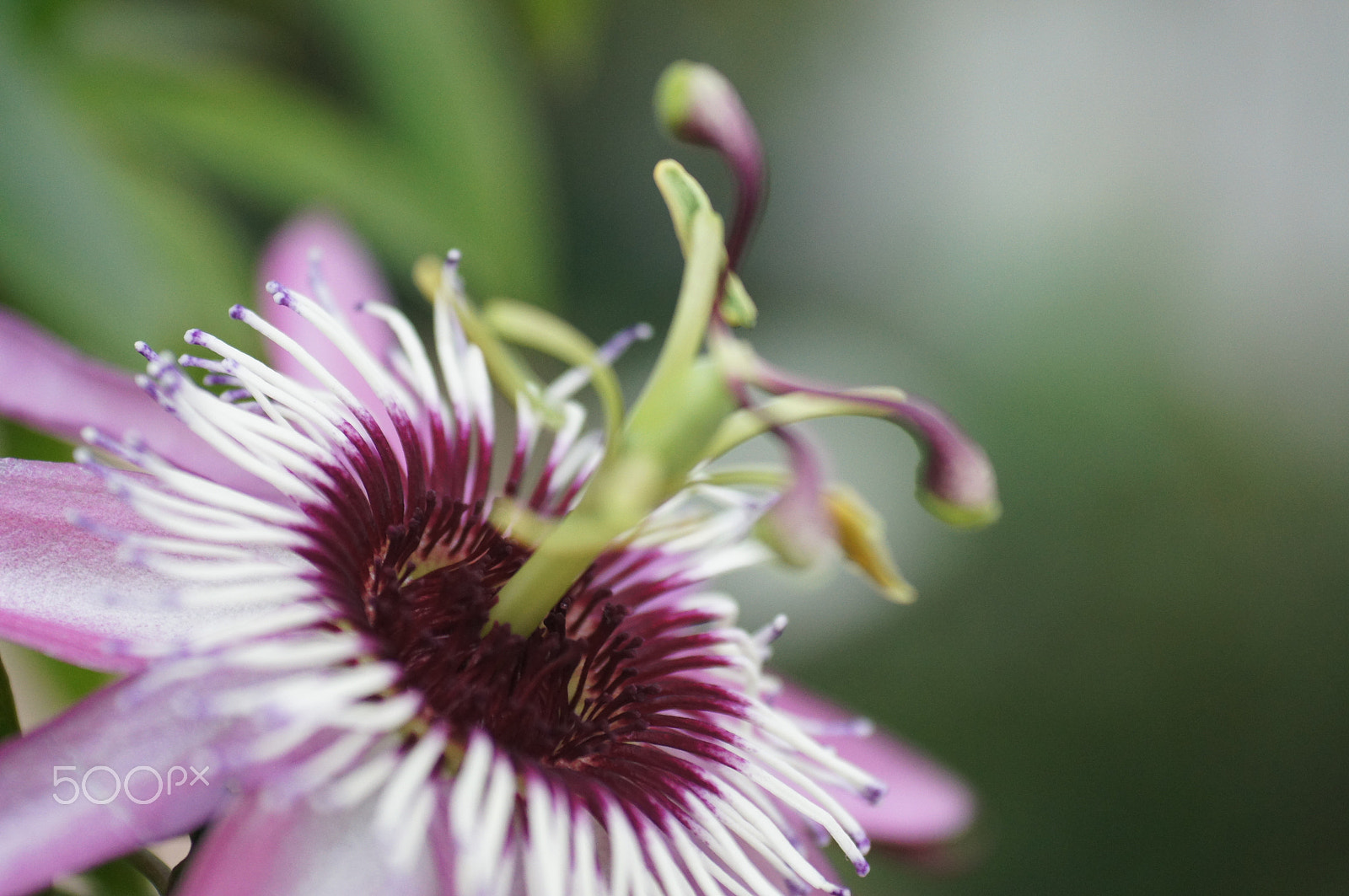 Minolta AF 50mm F3.5 Macro sample photo. Passion flower photography