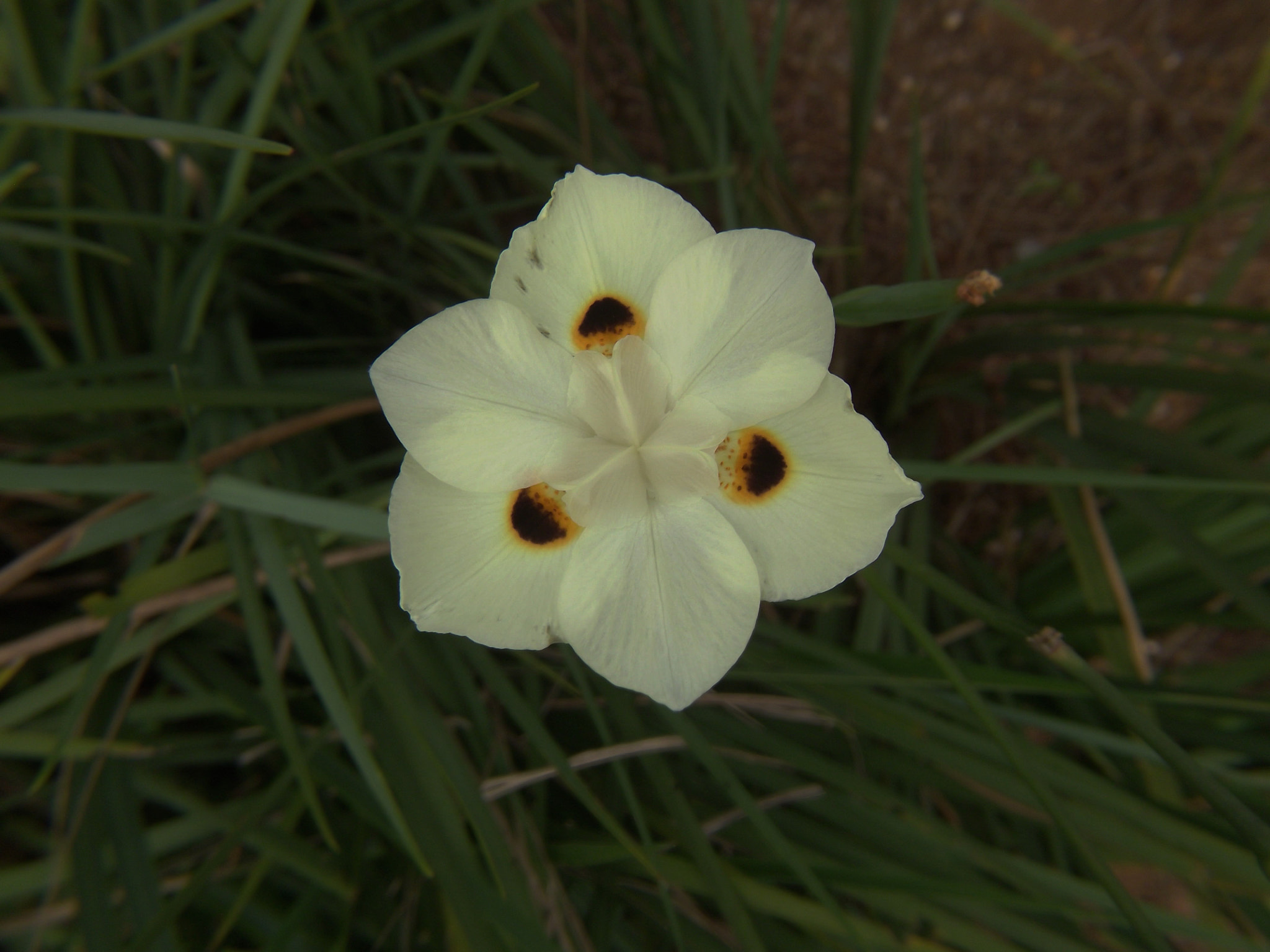 Fujifilm FinePix S2850HD sample photo. Dietes bicolor photography