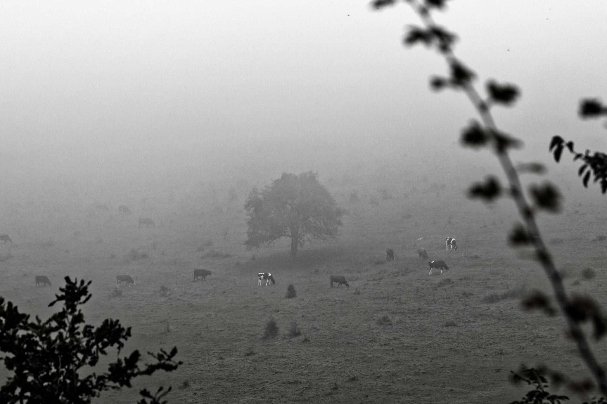 Sigma 17-70mm F2.8-4 DC Macro OS HSM sample photo. Vaches dans la brume photography