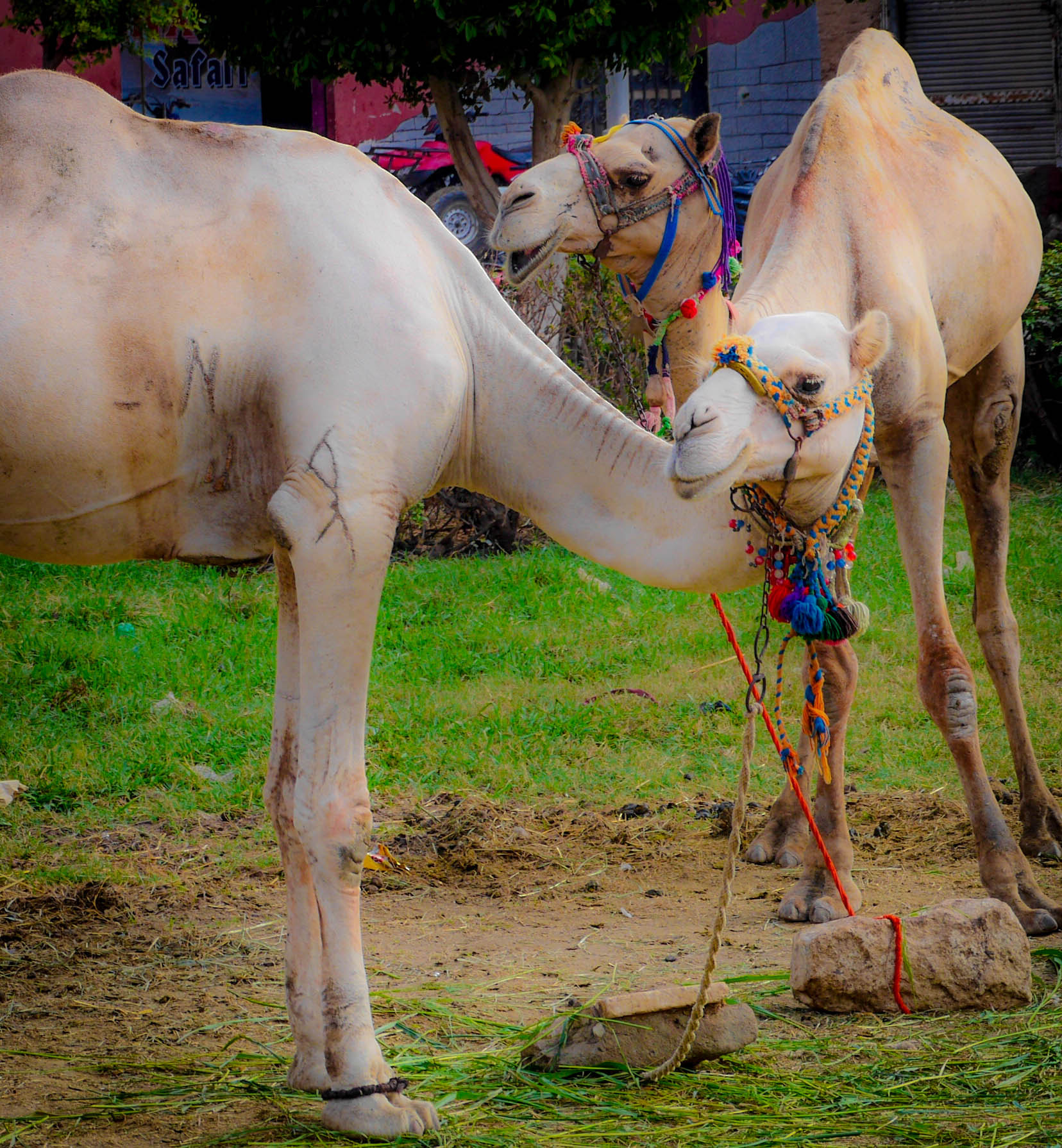 Panasonic Lumix DMC-GH3 sample photo. Camels photography