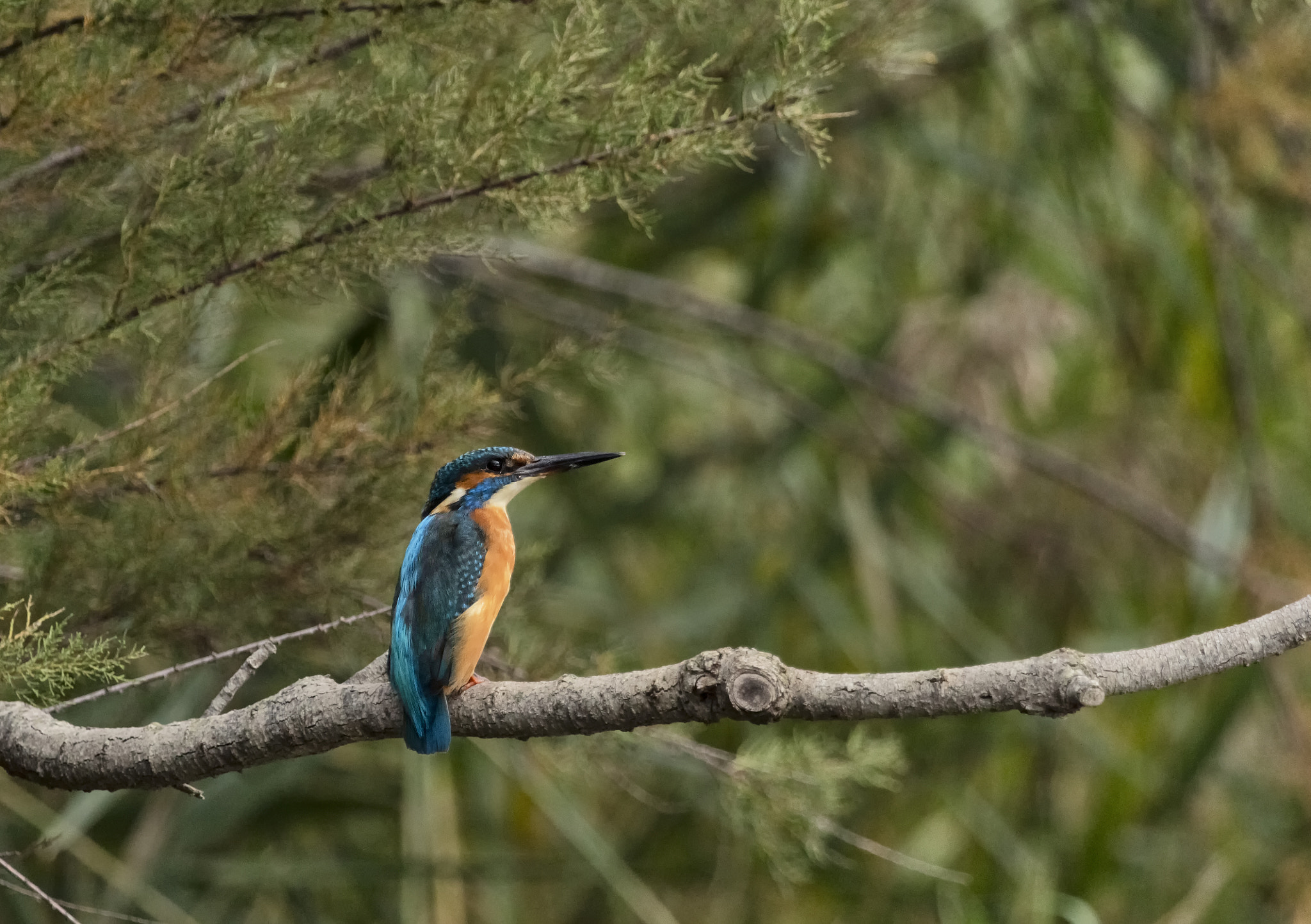 Canon EF 100-400mm F4.5-5.6L IS USM sample photo. Kingfisher photography