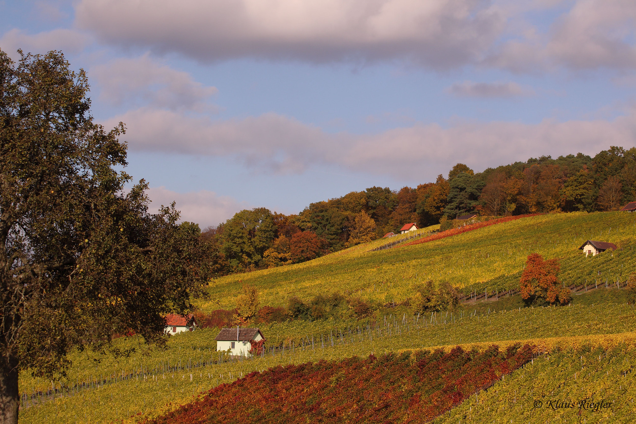 Canon EOS 650D (EOS Rebel T4i / EOS Kiss X6i) sample photo. Vineyard in the autumn photography