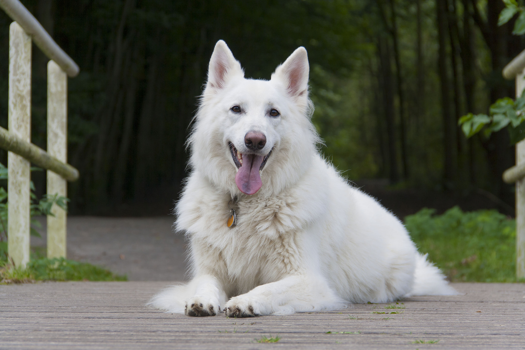 Canon EOS 1000D (EOS Digital Rebel XS / EOS Kiss F) sample photo. Swiss shepherd photography