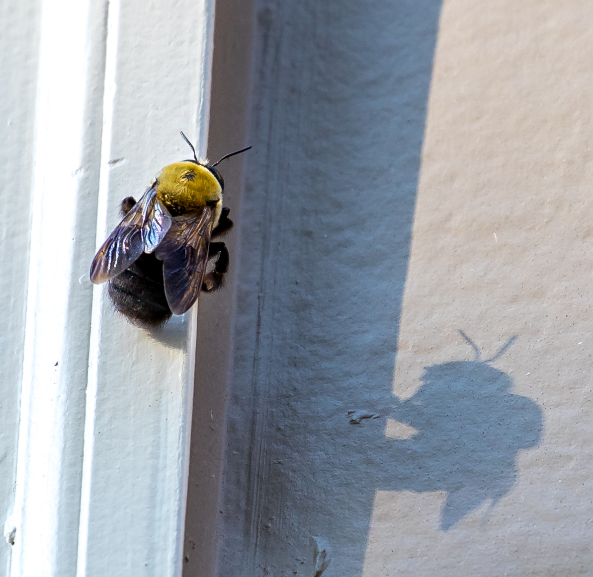 Canon EF 70-300mm F4-5.6L IS USM sample photo. Bee and shadow photography
