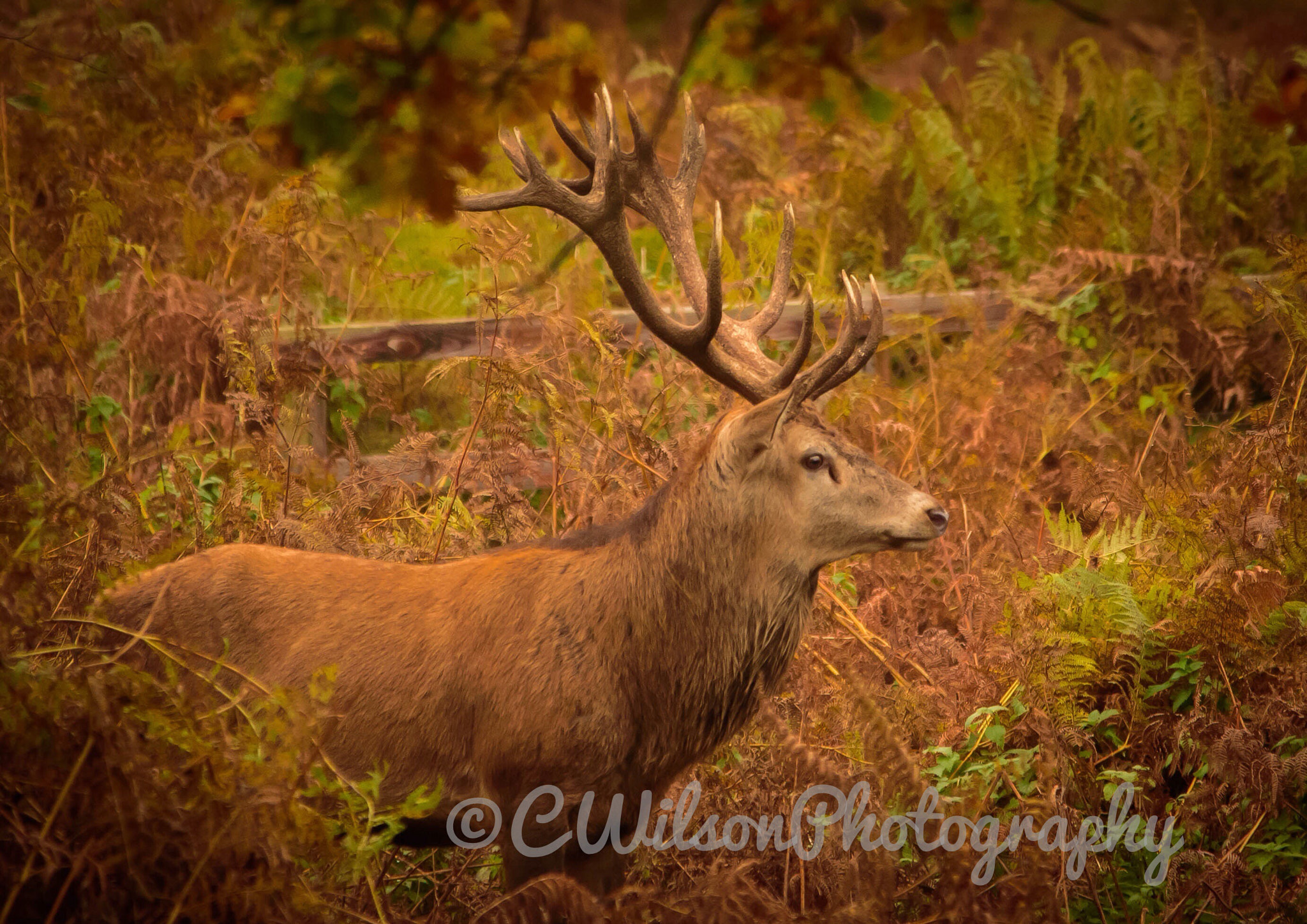 Sigma 150-500mm F5-6.3 DG OS HSM sample photo. Looking for his friends photography