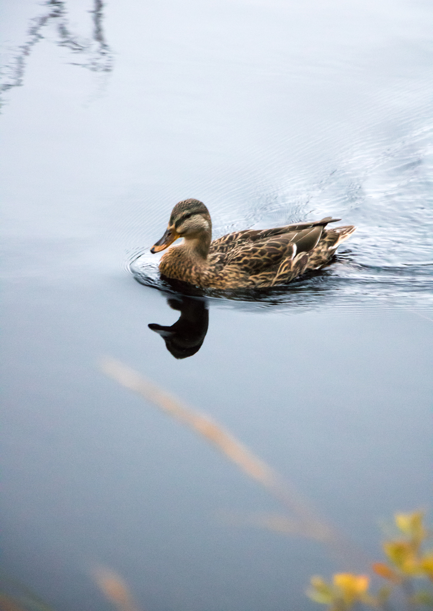 Canon EOS 760D (EOS Rebel T6s / EOS 8000D) + Canon EF-S 18-135mm F3.5-5.6 IS USM sample photo. Duck photography