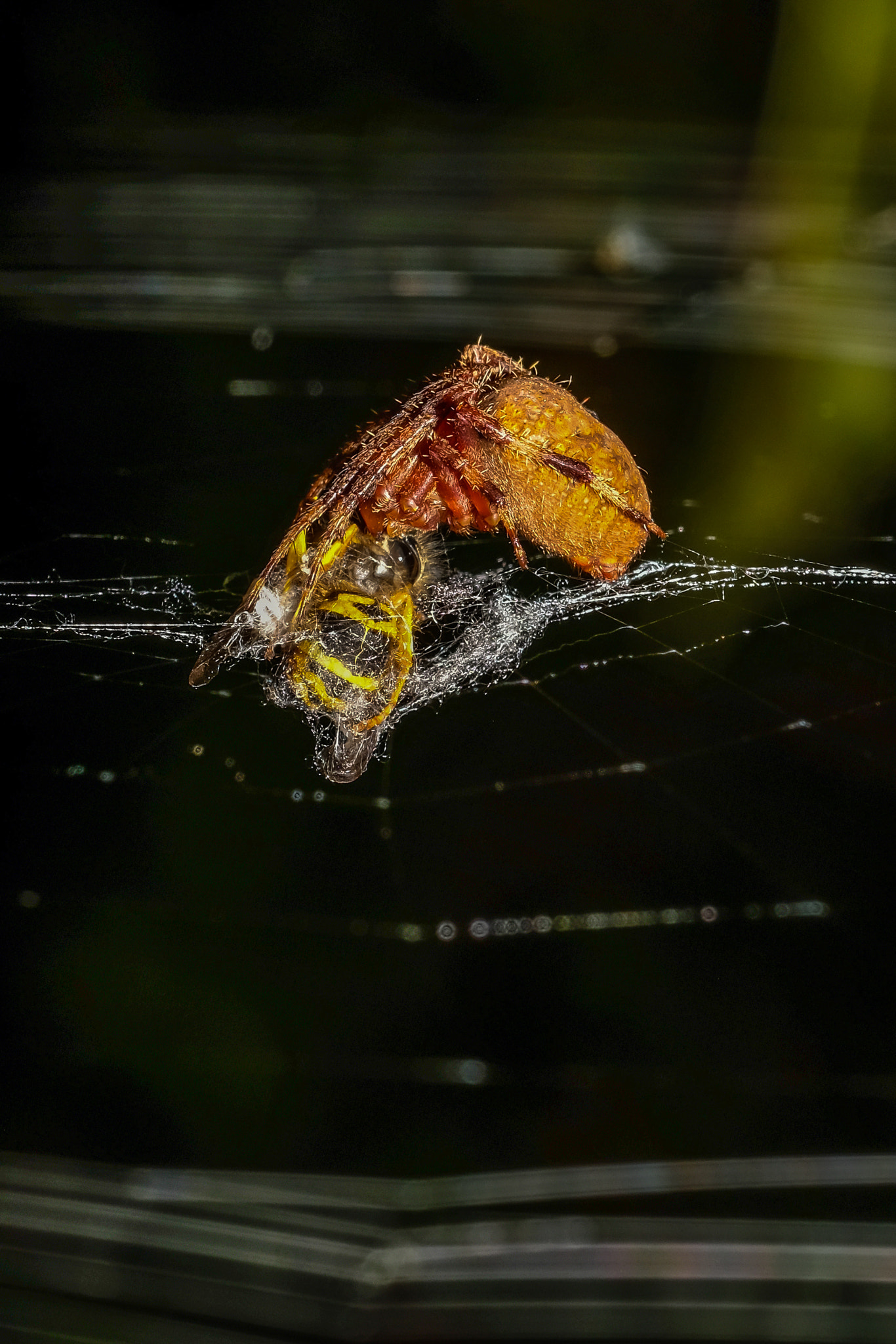 Fujifilm X-T2 sample photo. Spider having lunch photography