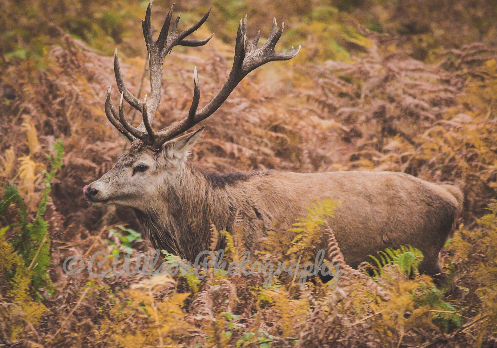 Sigma 150-500mm F5-6.3 DG OS HSM sample photo. Stag in rutting season photography