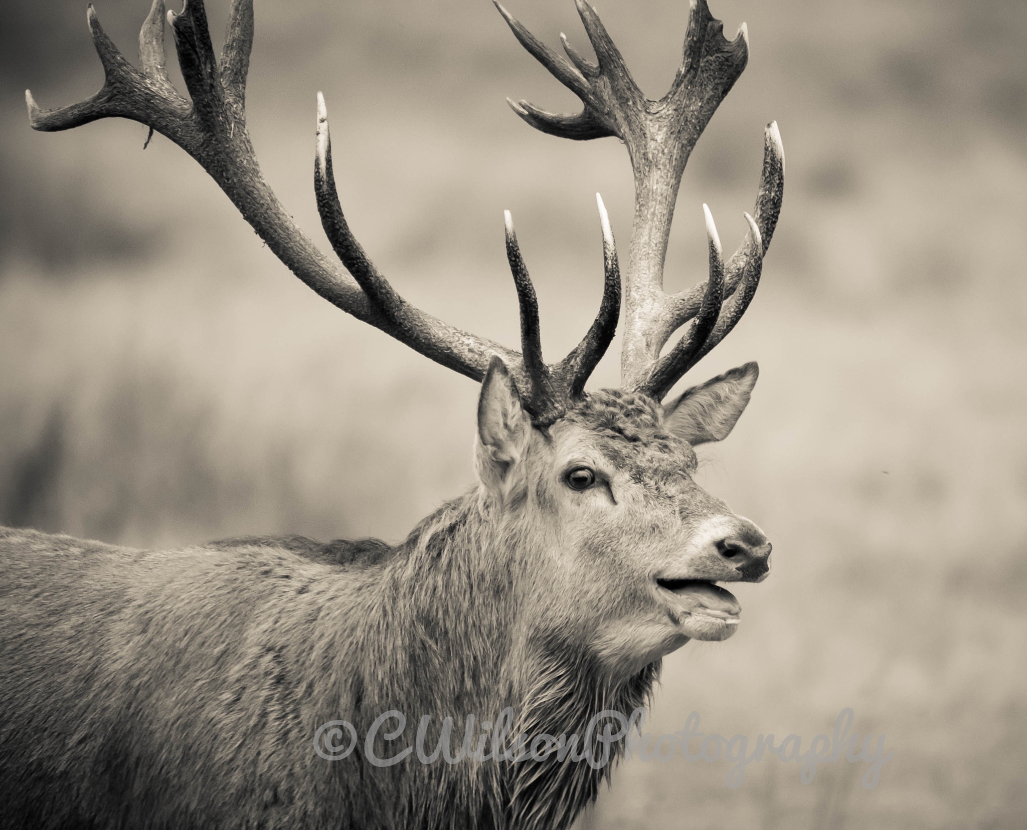Sigma 150-500mm F5-6.3 DG OS HSM sample photo. Come any closer!!! photography