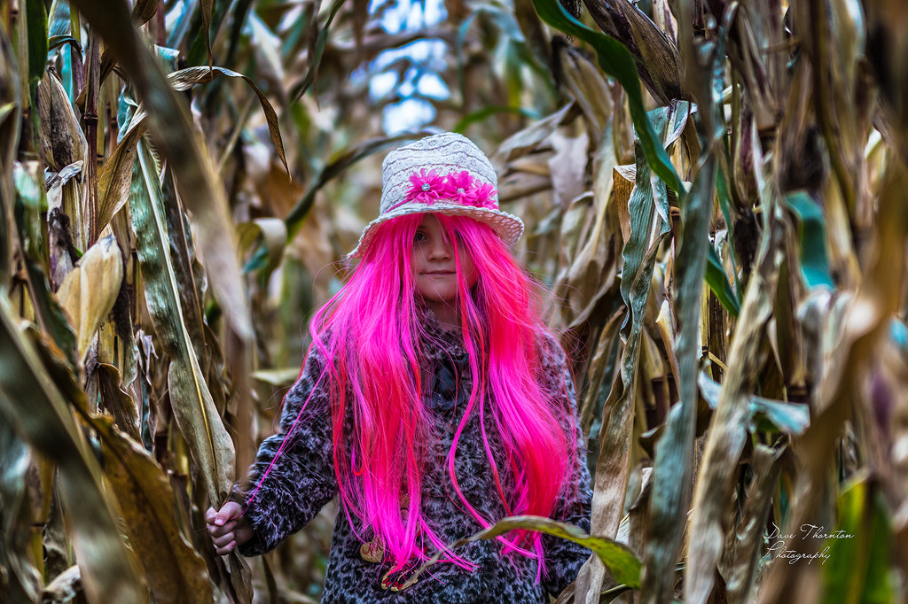 Sigma 70-200mm F2.8 EX DG OS HSM sample photo. The maize photography