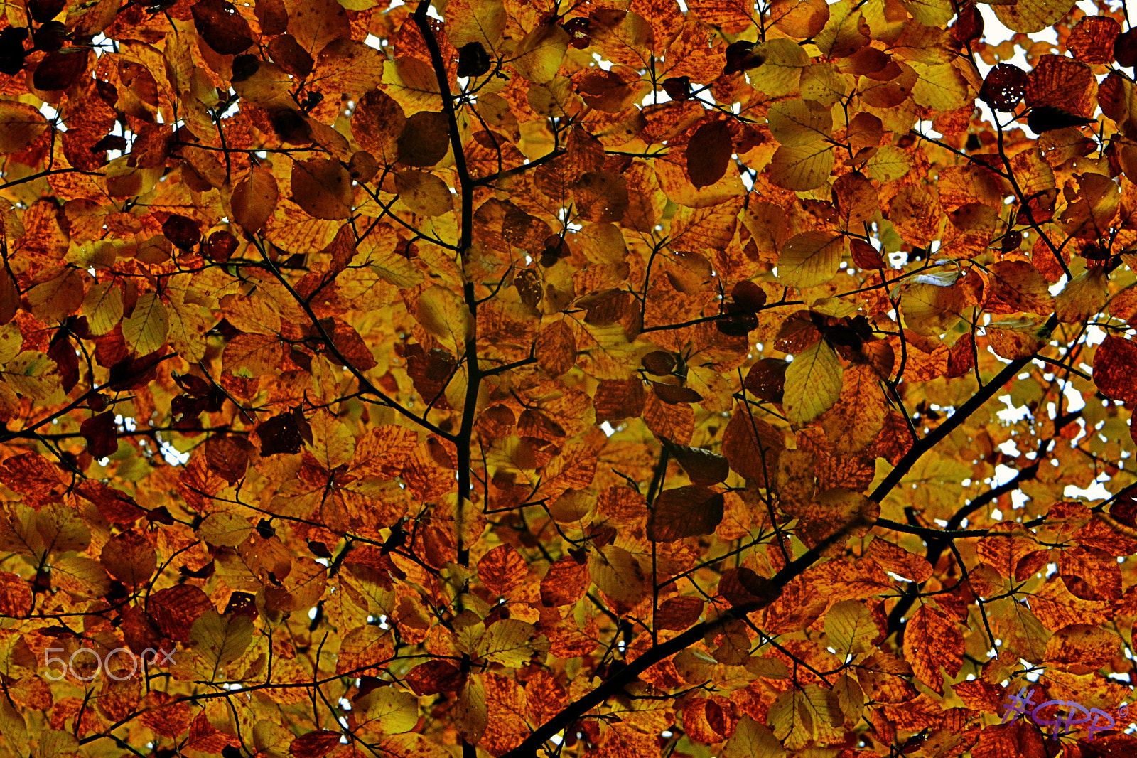 Nikon AF-S DX Micro-Nikkor 85mm F3.5G ED VR sample photo. Leaves photography