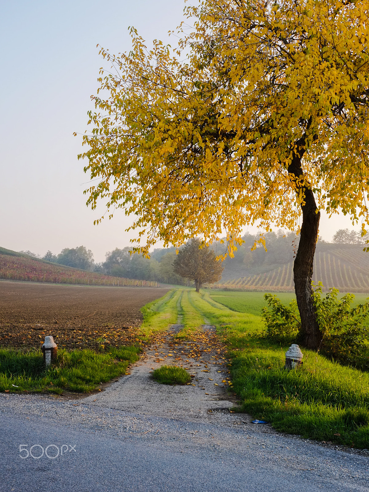 Fujifilm X-E1 + Fujifilm XF 27mm F2.8 sample photo. Yellow leaves alive.jpg photography