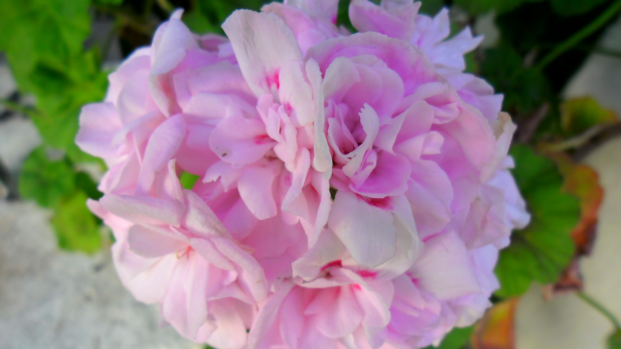 Samsung ES80/ ES81 sample photo. 25 photography