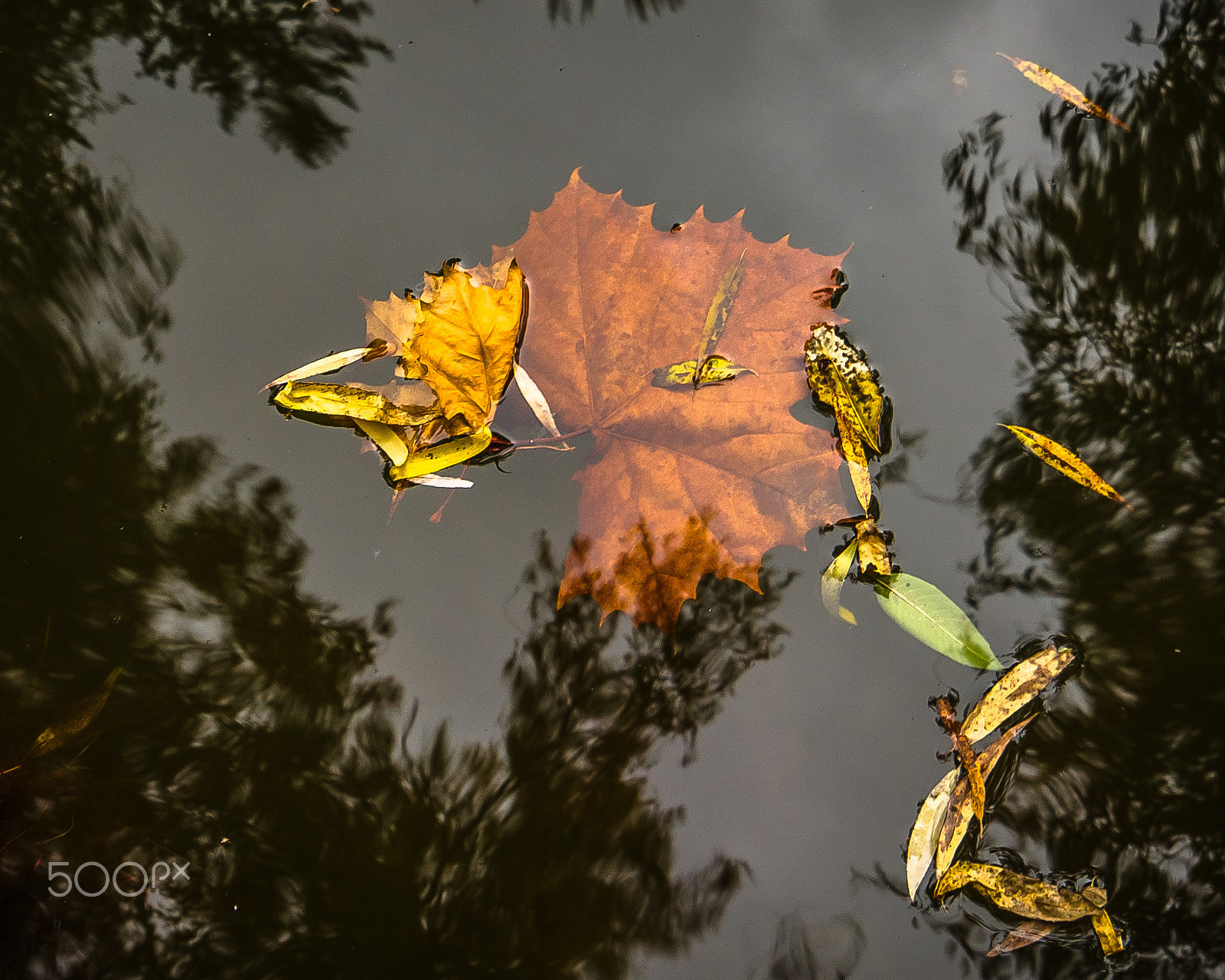 Samyang 14mm F2.8 ED AS IF UMC sample photo. Submerged photography