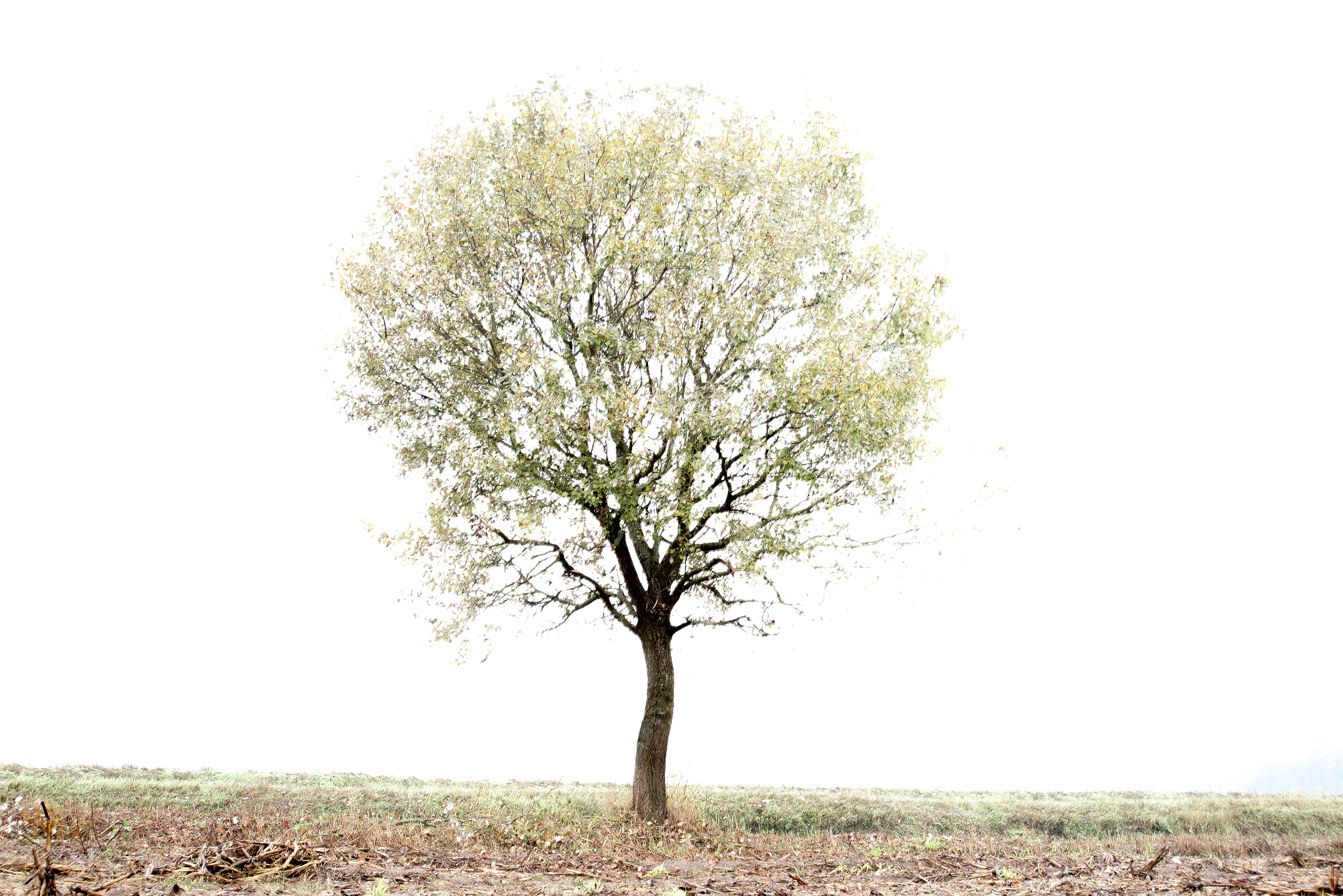 Nikon D600 sample photo. High key photography