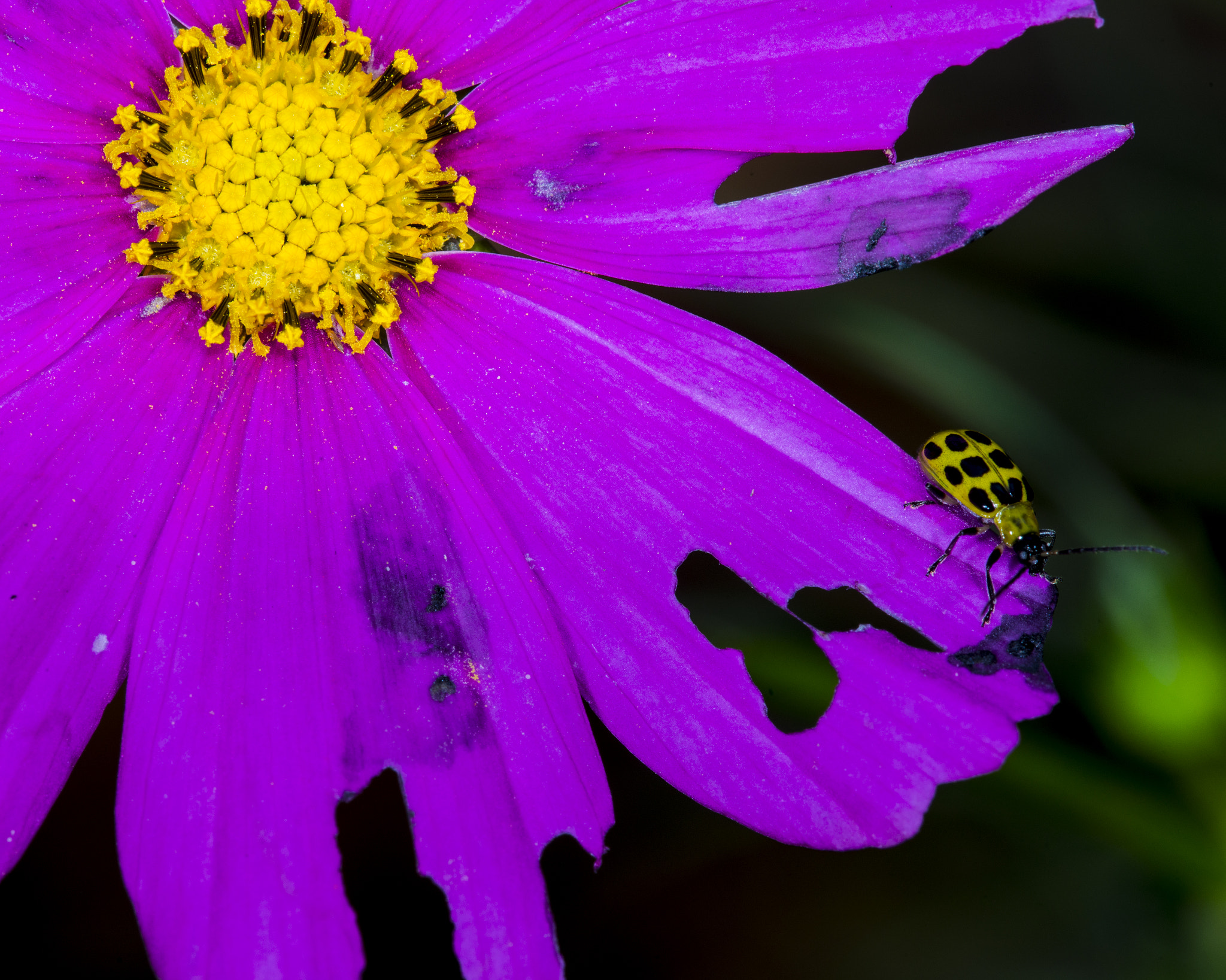 Nikon D600 + Nikon AF Micro-Nikkor 200mm F4D ED-IF sample photo. Cucumber beetle on a purple cosmea photography