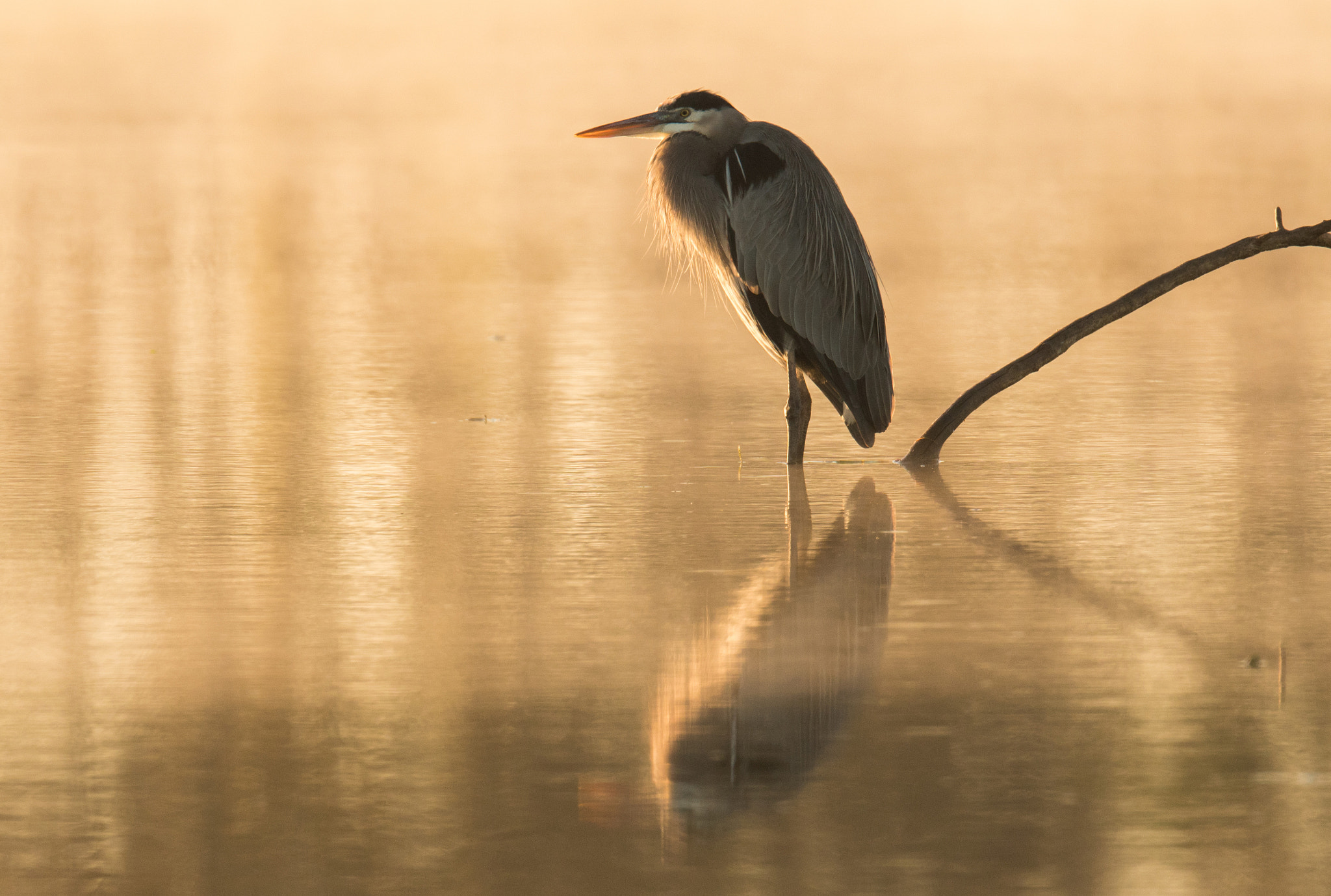Nikon AF-S Nikkor 500mm F4E FL ED VR sample photo. Blue heron in the lake at sunrise photography