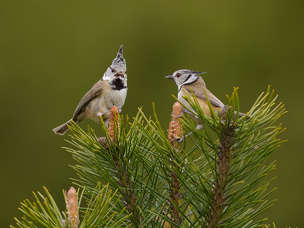 Canon EF 600mm F4L IS II USM sample photo. Crested tits. photography