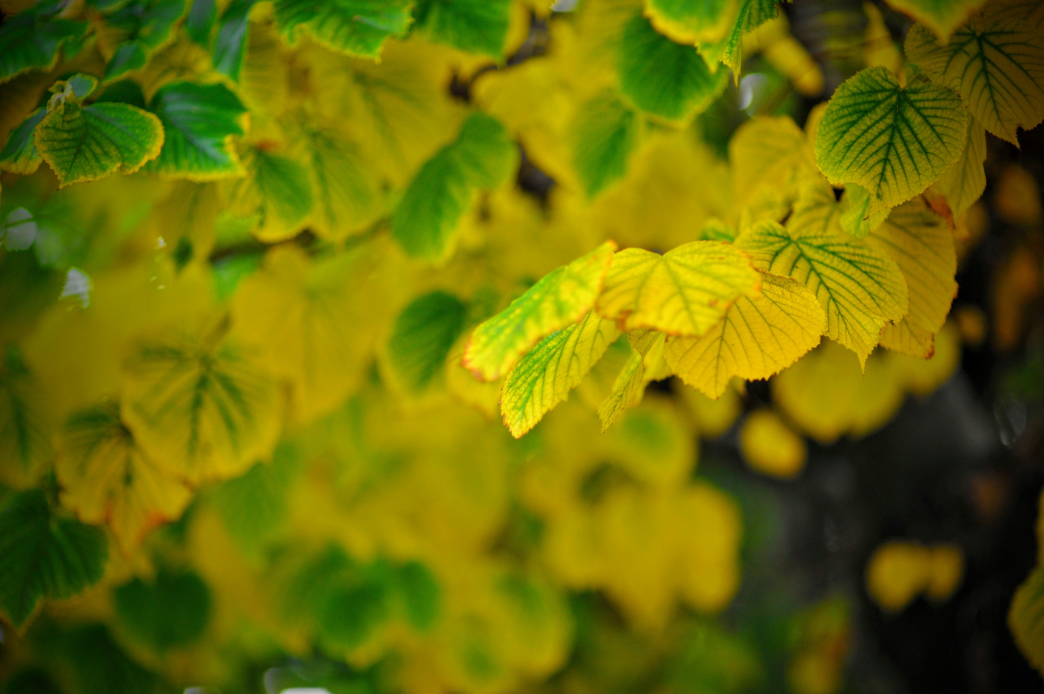 Nikon AF Nikkor 85mm F1.4D sample photo. Autumn symphony... photography