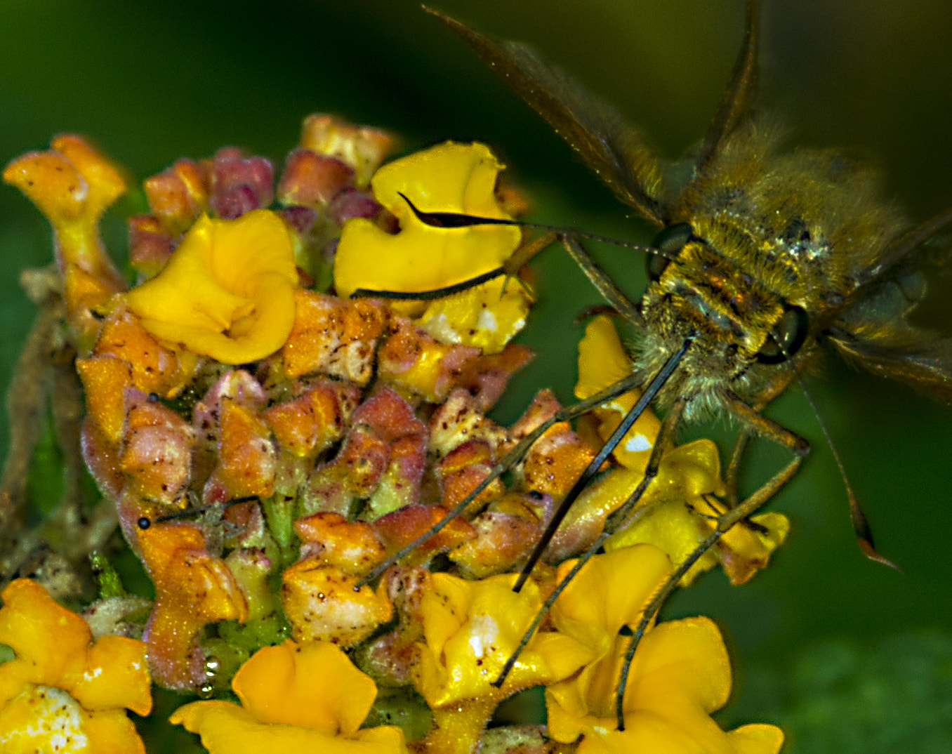 Nikon D600 + Nikon AF Micro-Nikkor 200mm F4D ED-IF sample photo. Dunn skipper butterfly on a lantana photography