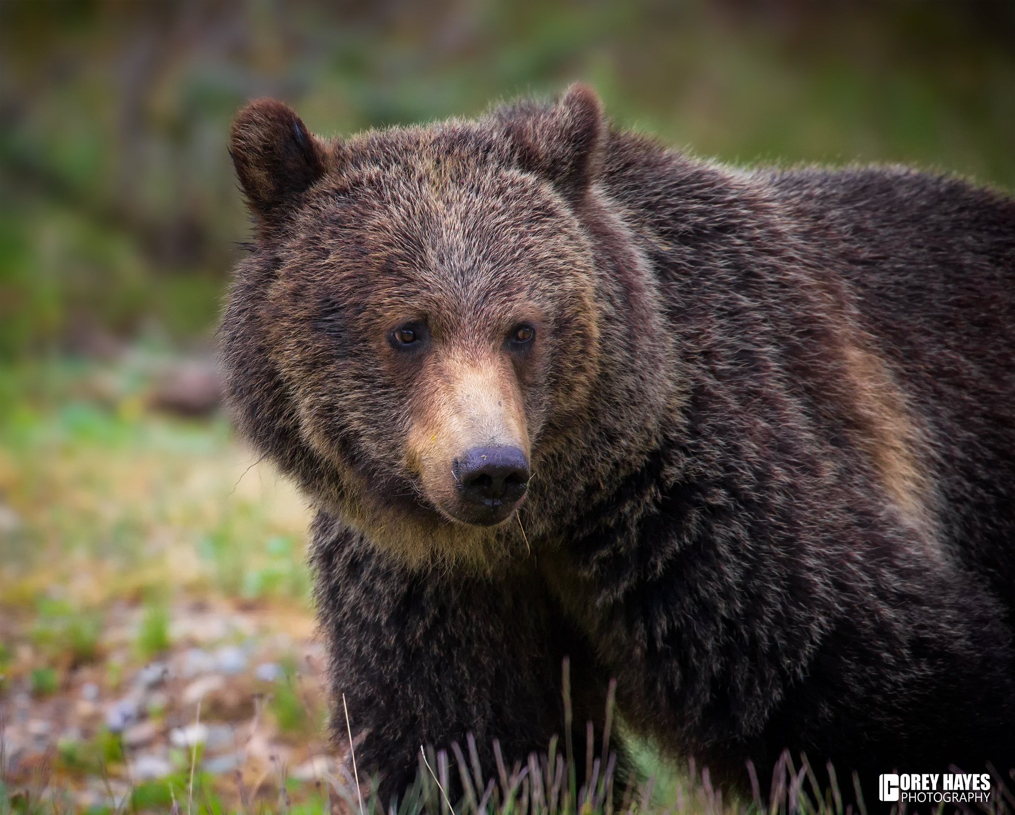 Canon EOS-1D Mark IV sample photo. Brown bear photography