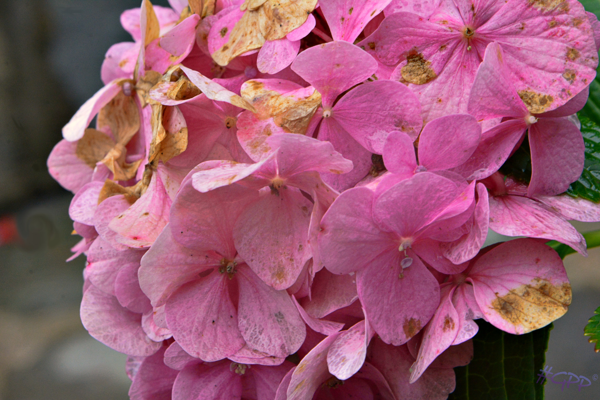 Nikon AF-S DX Micro-Nikkor 85mm F3.5G ED VR sample photo. Flower photography