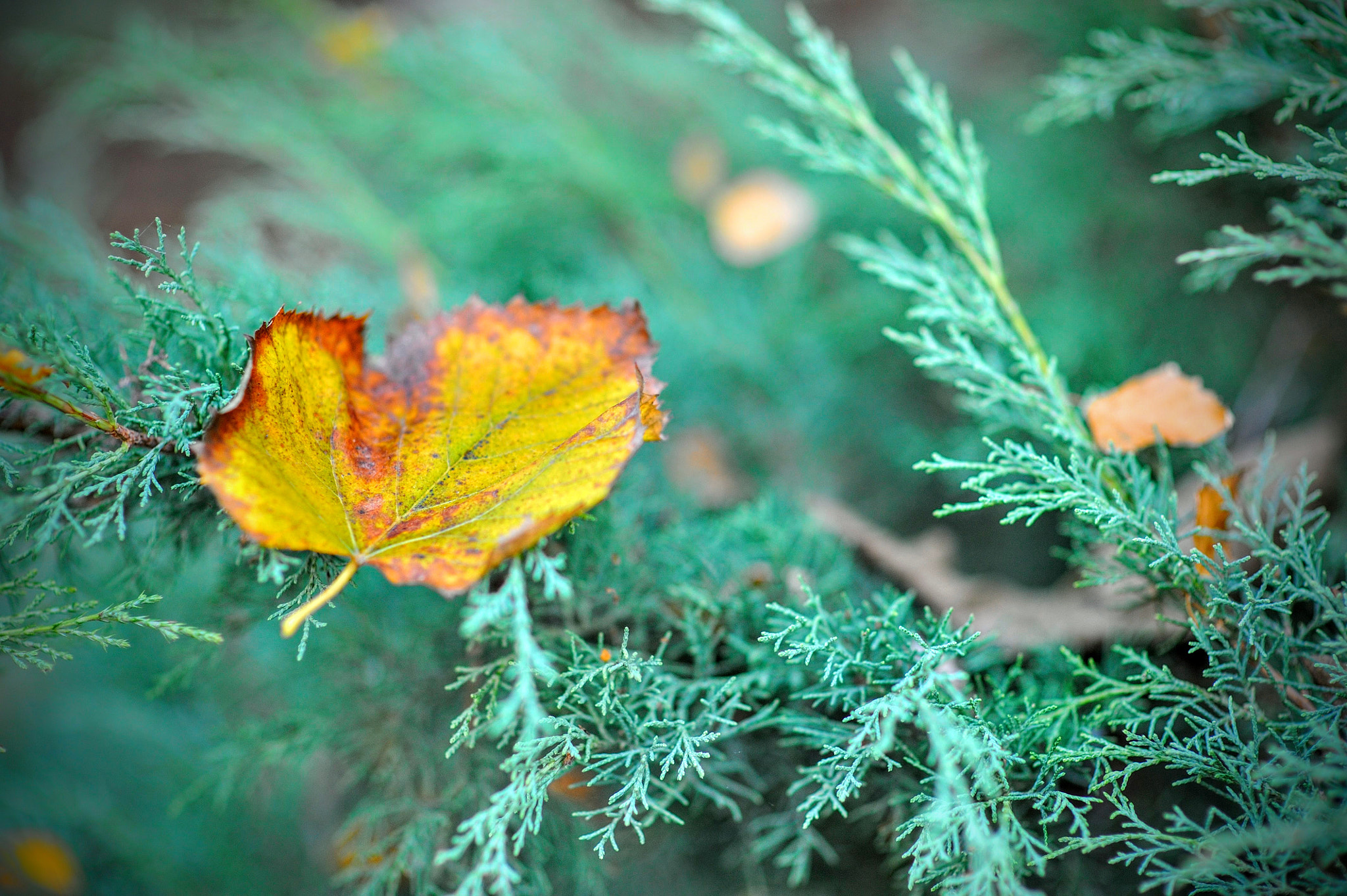 Nikon AF Nikkor 85mm F1.4D sample photo. Leaf... photography