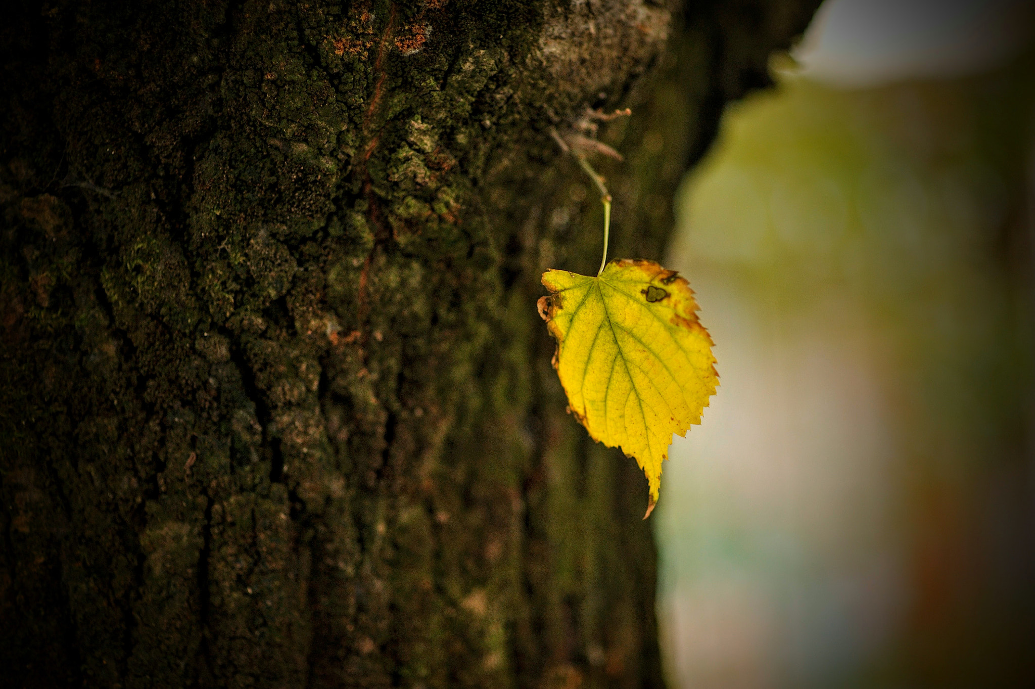 Nikon D700 + Nikon AF Nikkor 85mm F1.4D sample photo. Yellow leaf... photography