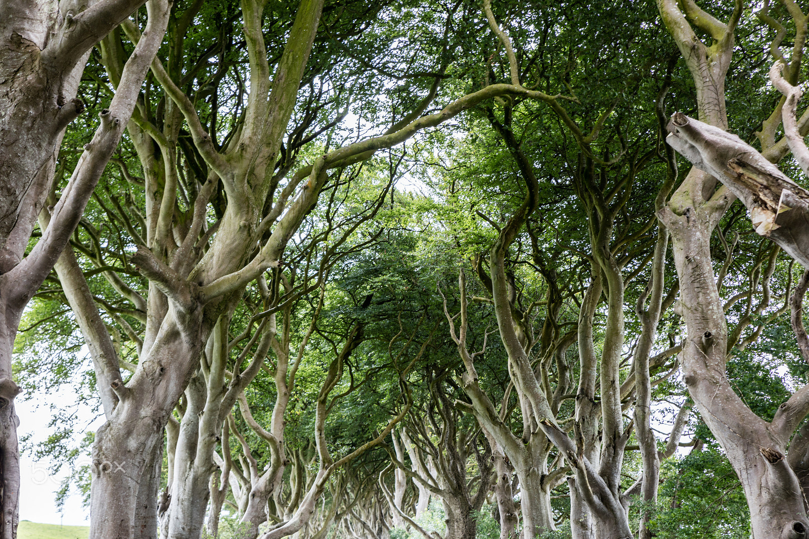 Sigma 24-70mm F2.8 EX DG Macro sample photo. Magical forest, northern ireland photography
