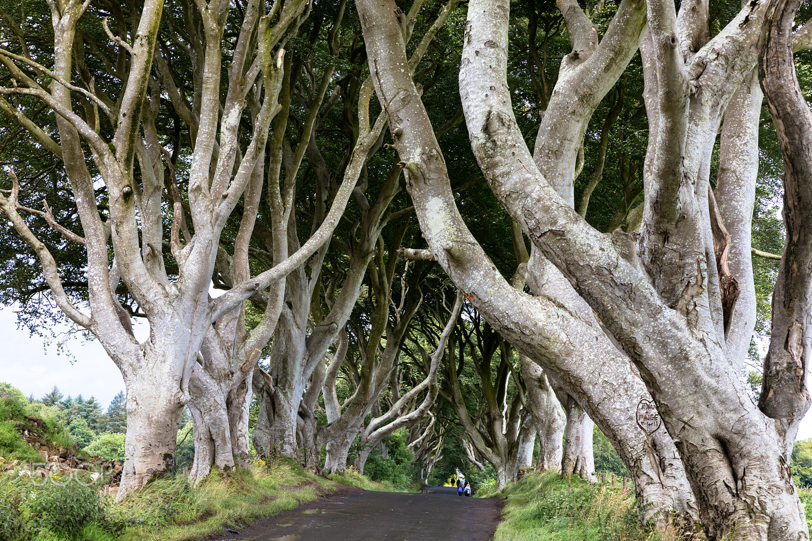Sigma 24-70mm F2.8 EX DG Macro sample photo. Magical forest, northern ireland photography