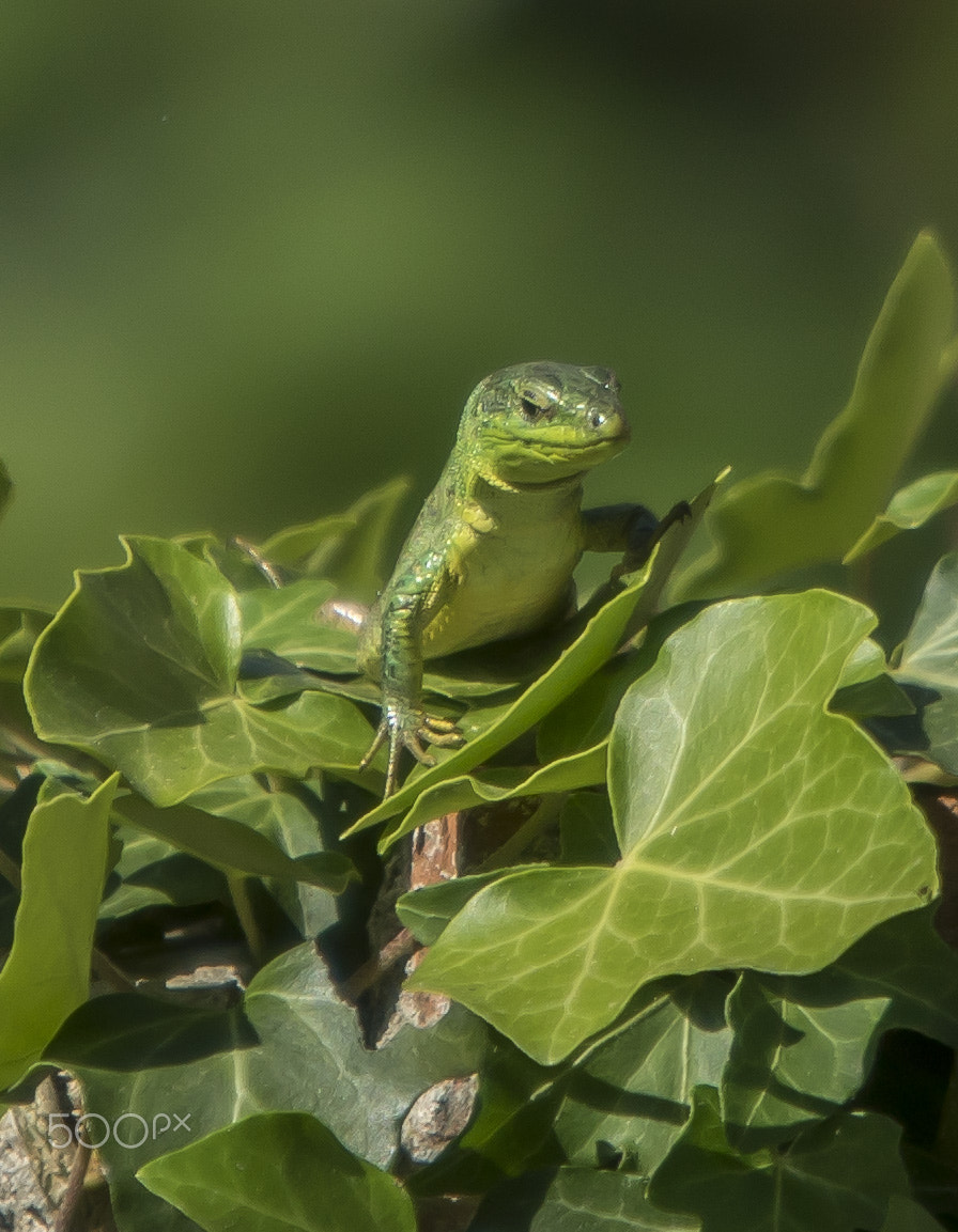 98-280mm F4 sample photo. Lizard photography